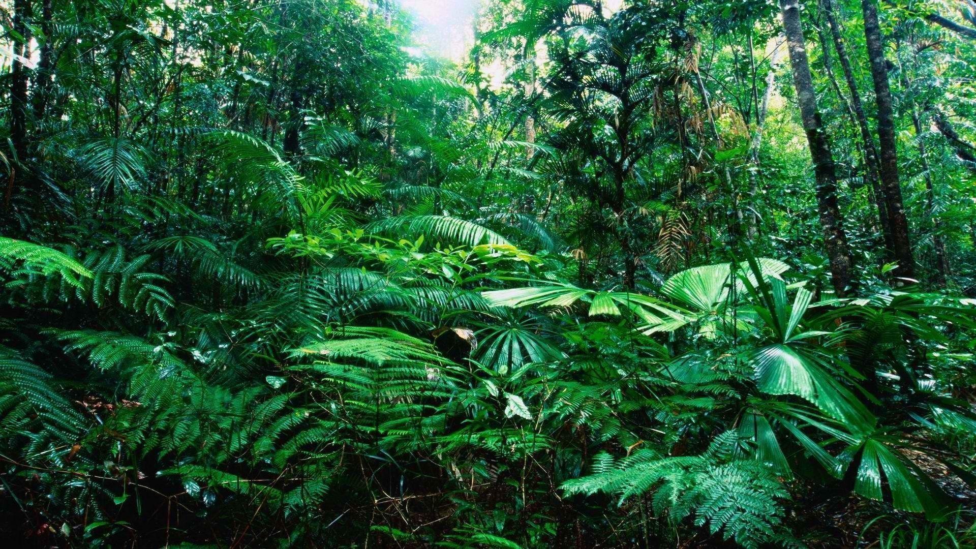 1920x1080 Tropical Forest Wallpaper