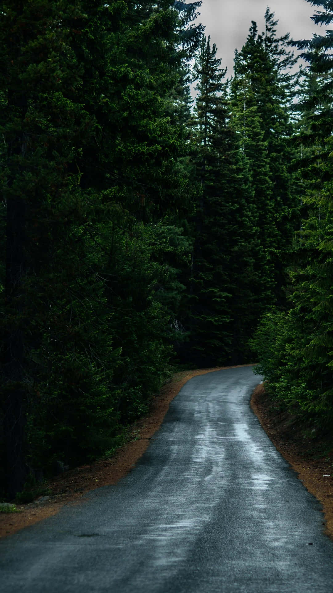 1080x1920 Download Path After Rain In A Dark Forest Wallpaper