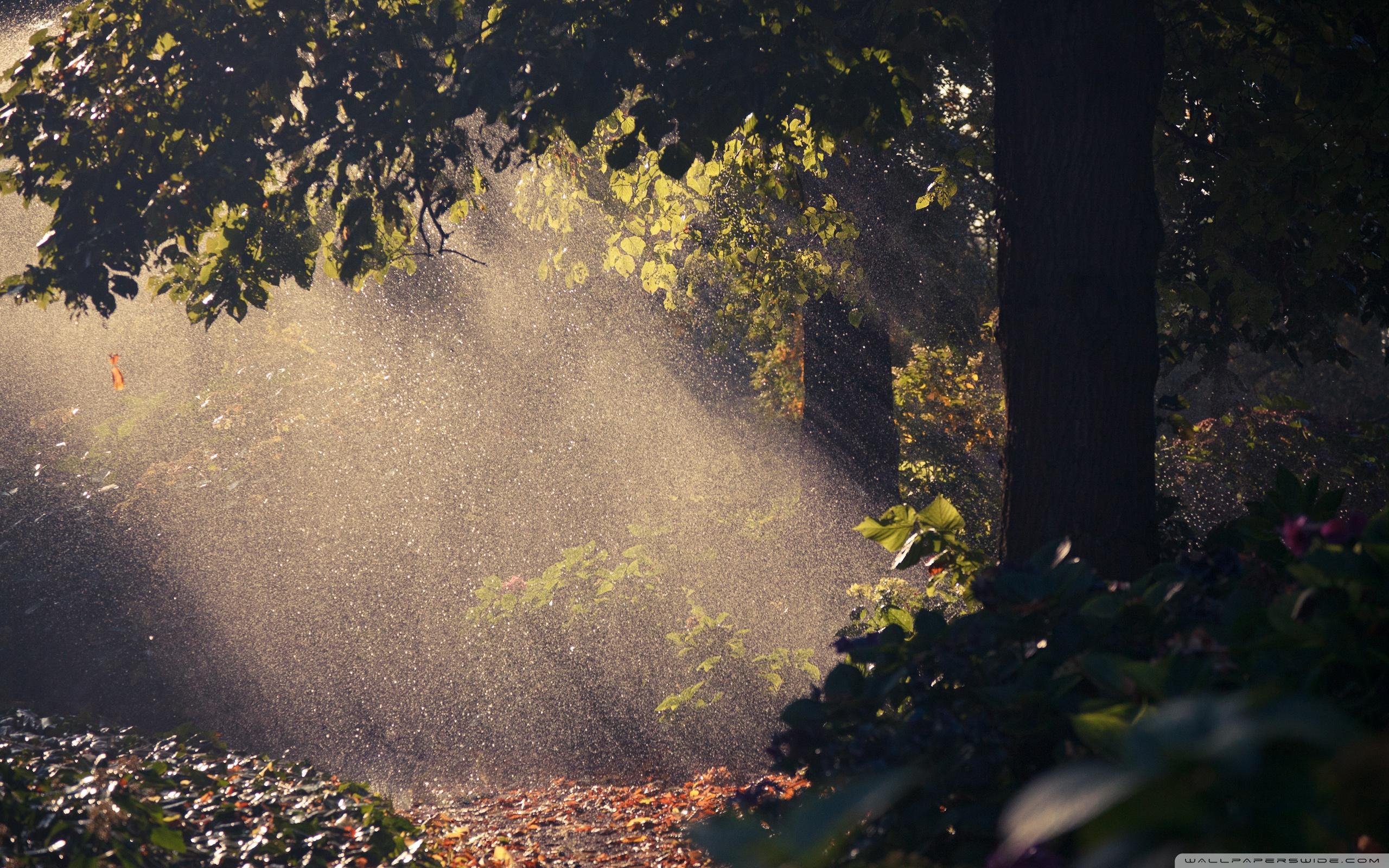 2560x1600 Free download Summer Rain Forest 4K HD
