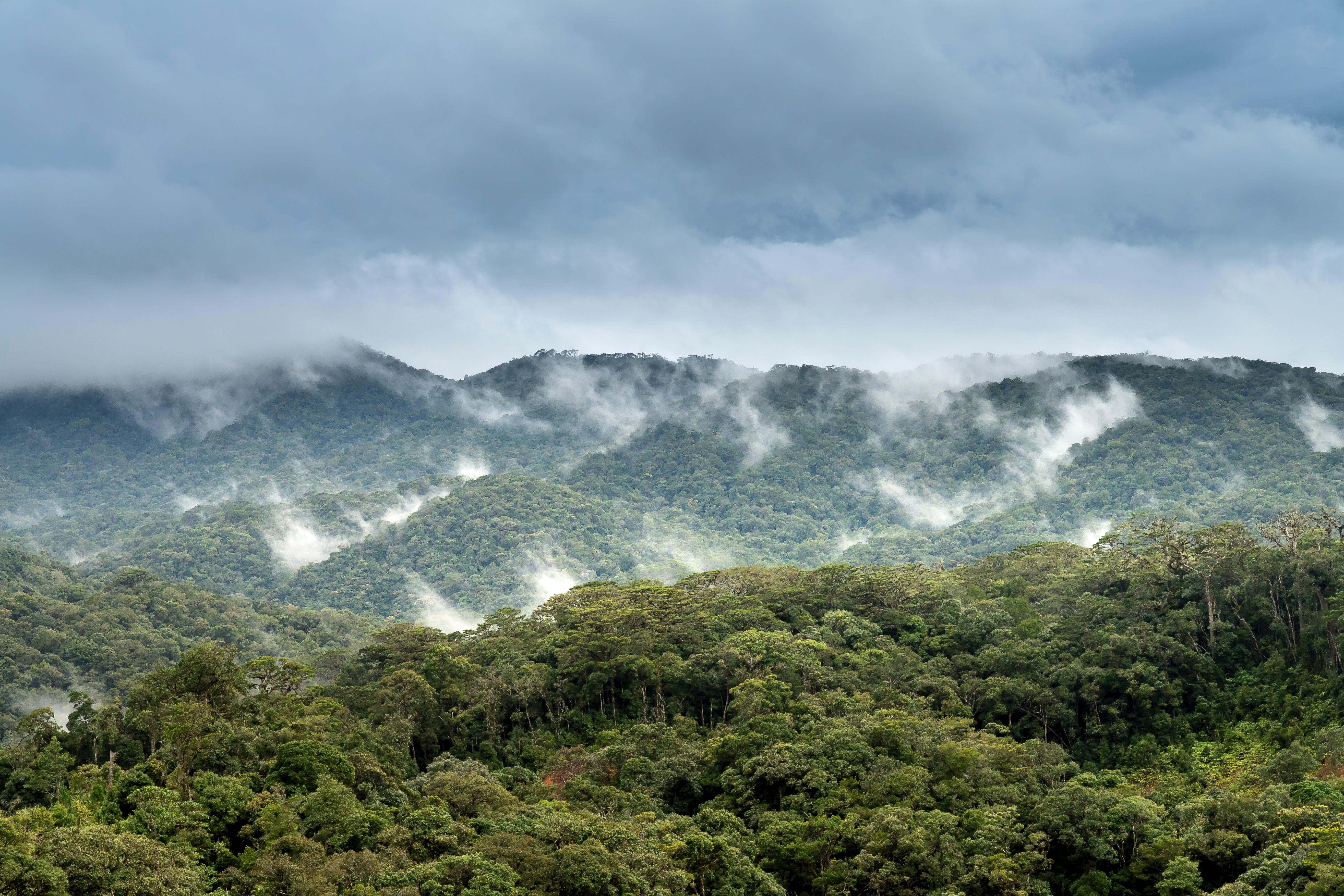7952x5304 Rain Forest Photo, Download The BEST