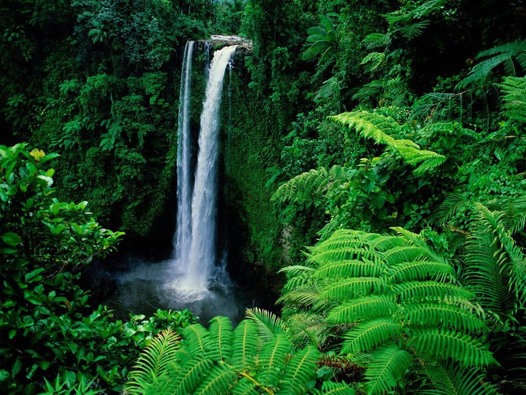 1024x768 Rain Forest Wallpaper 1024x768
