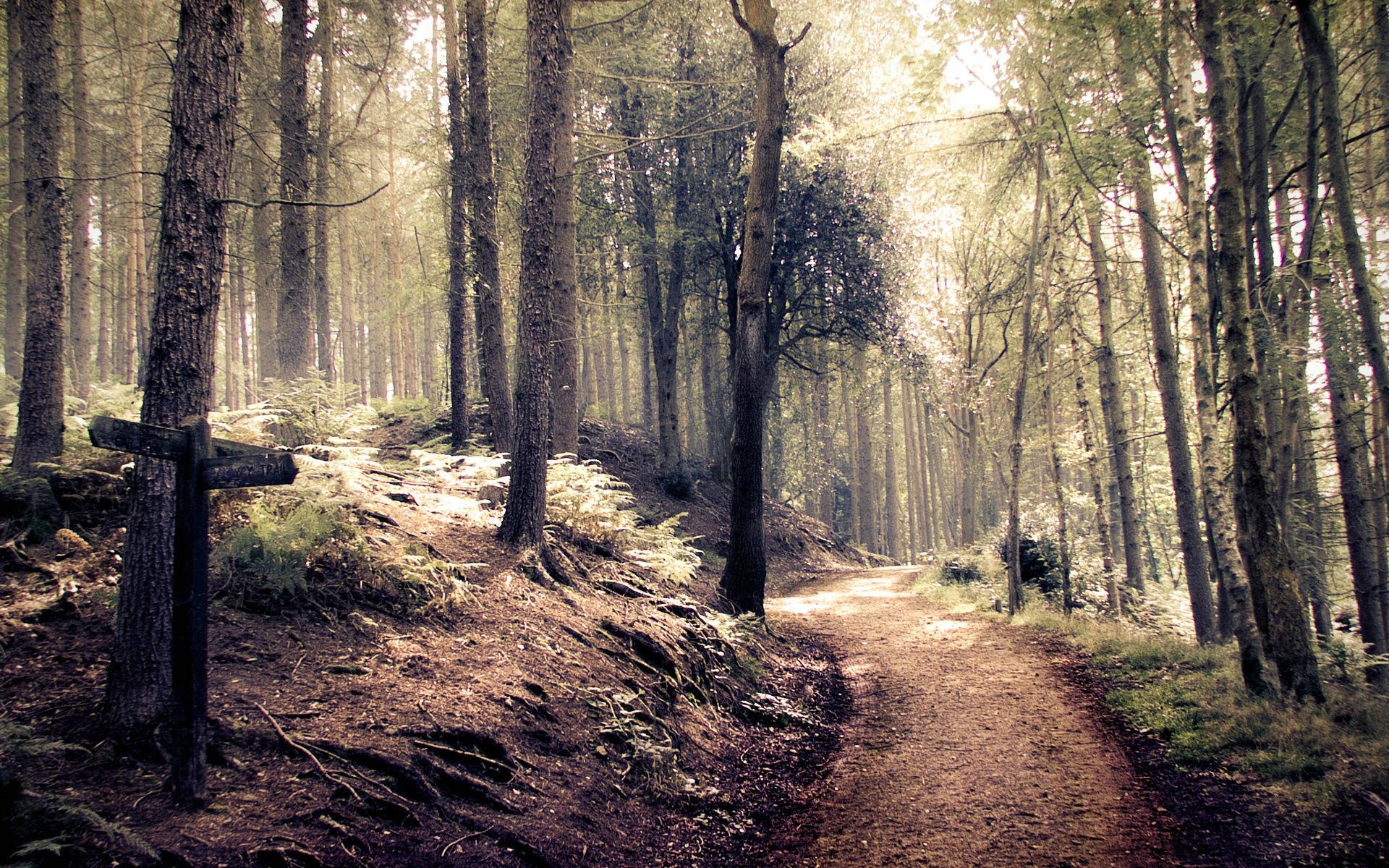 1920x1200 rain forest wallpaper hd. Â«Â«
