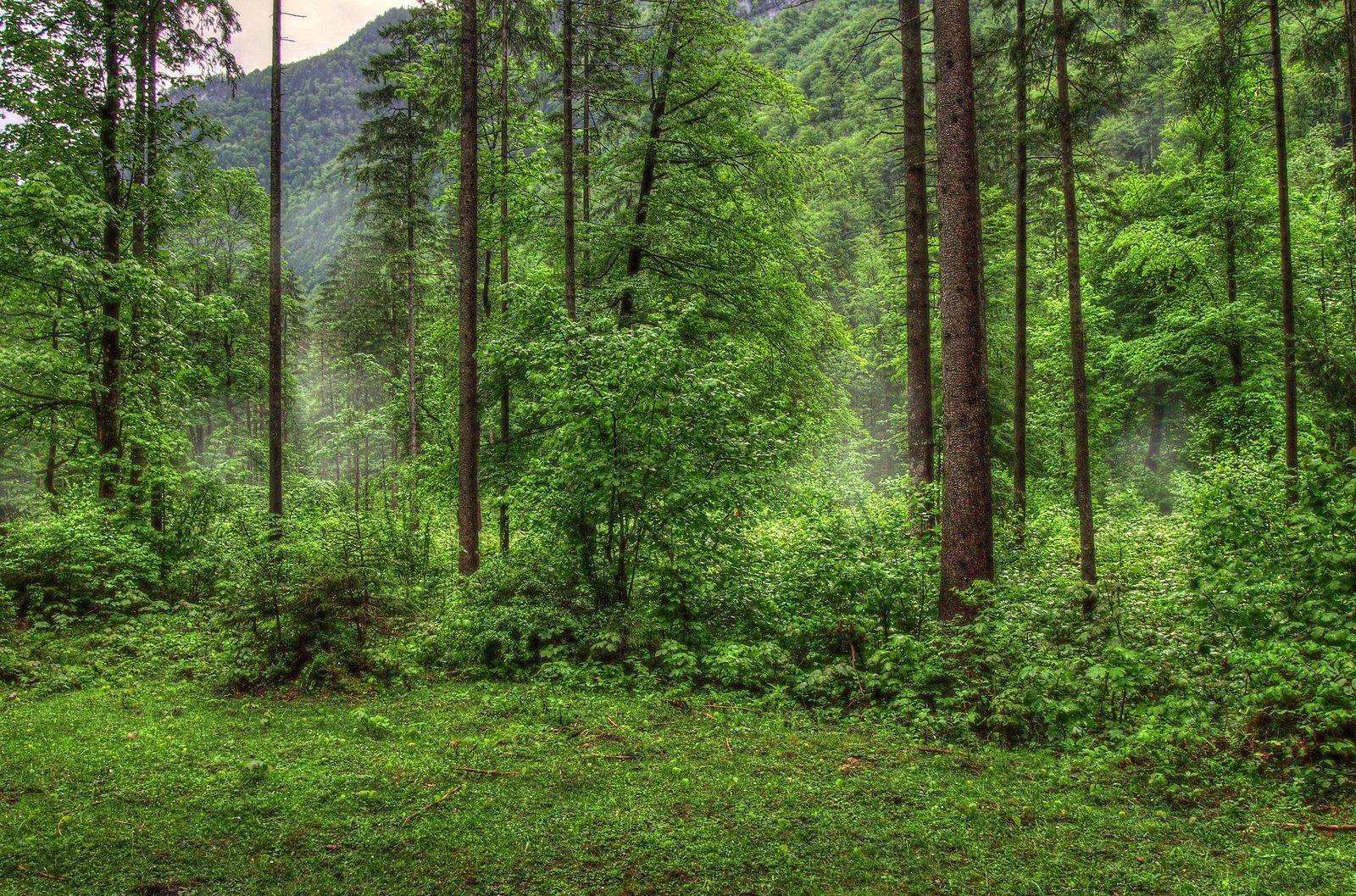 1600x1057 Free download Rainy Forest Background