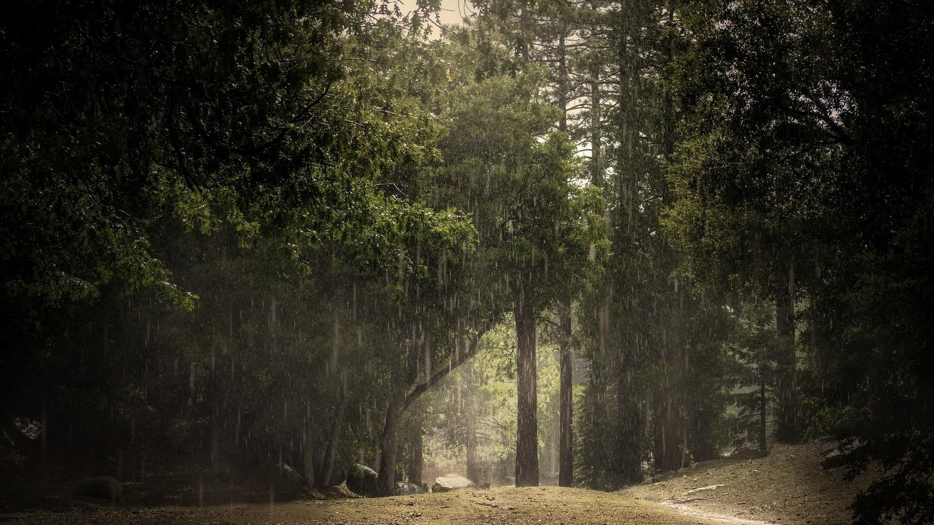 1920x1080 Rainy forest HD Wallpaper 1920×1080