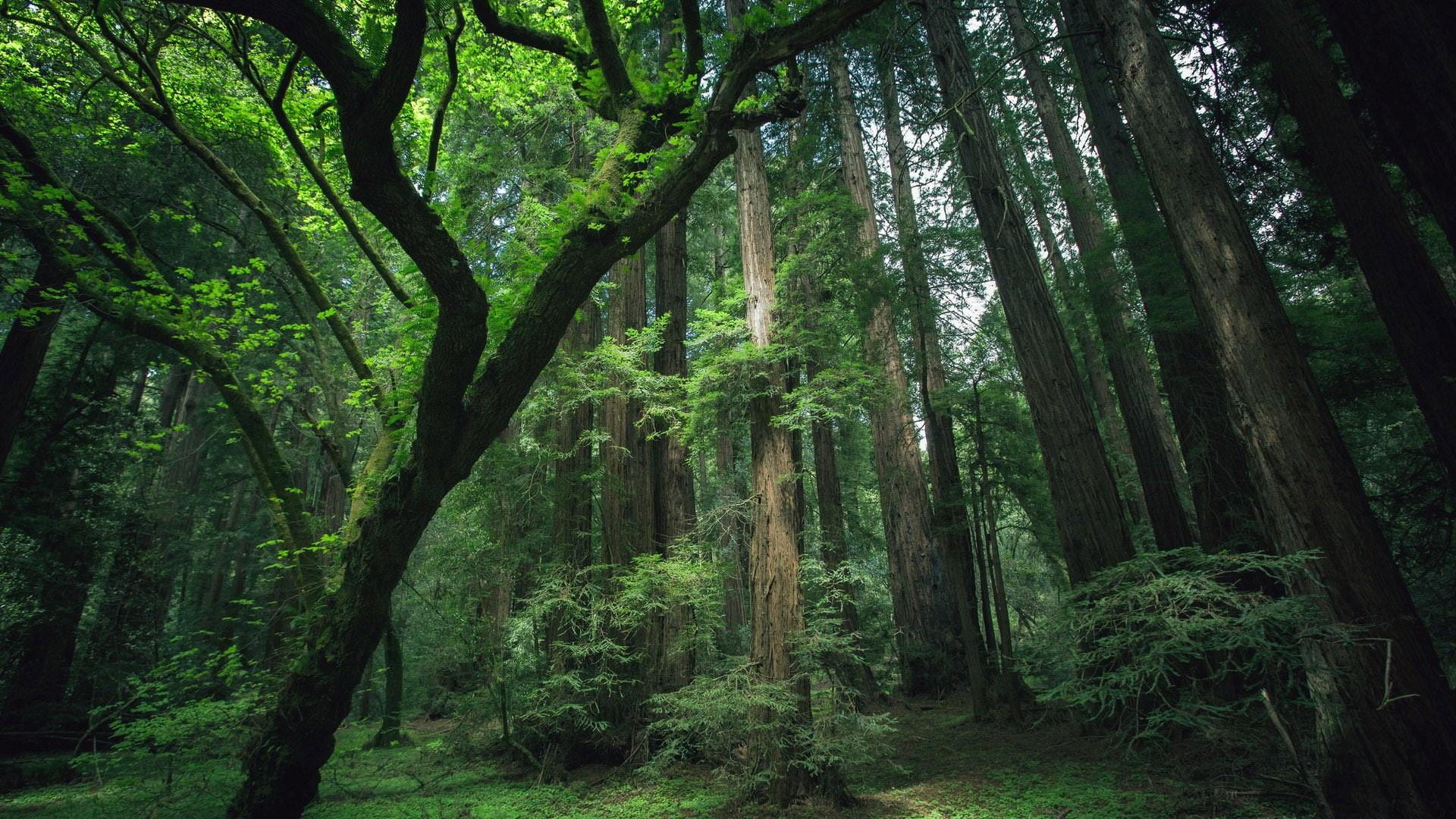 1920x1080 Wallpaper / nature, scenery