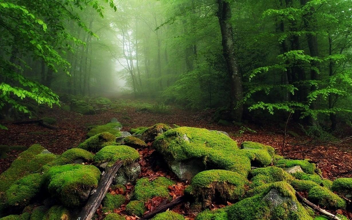 1230x768 Green Leafed Trees Wallpaper, Green