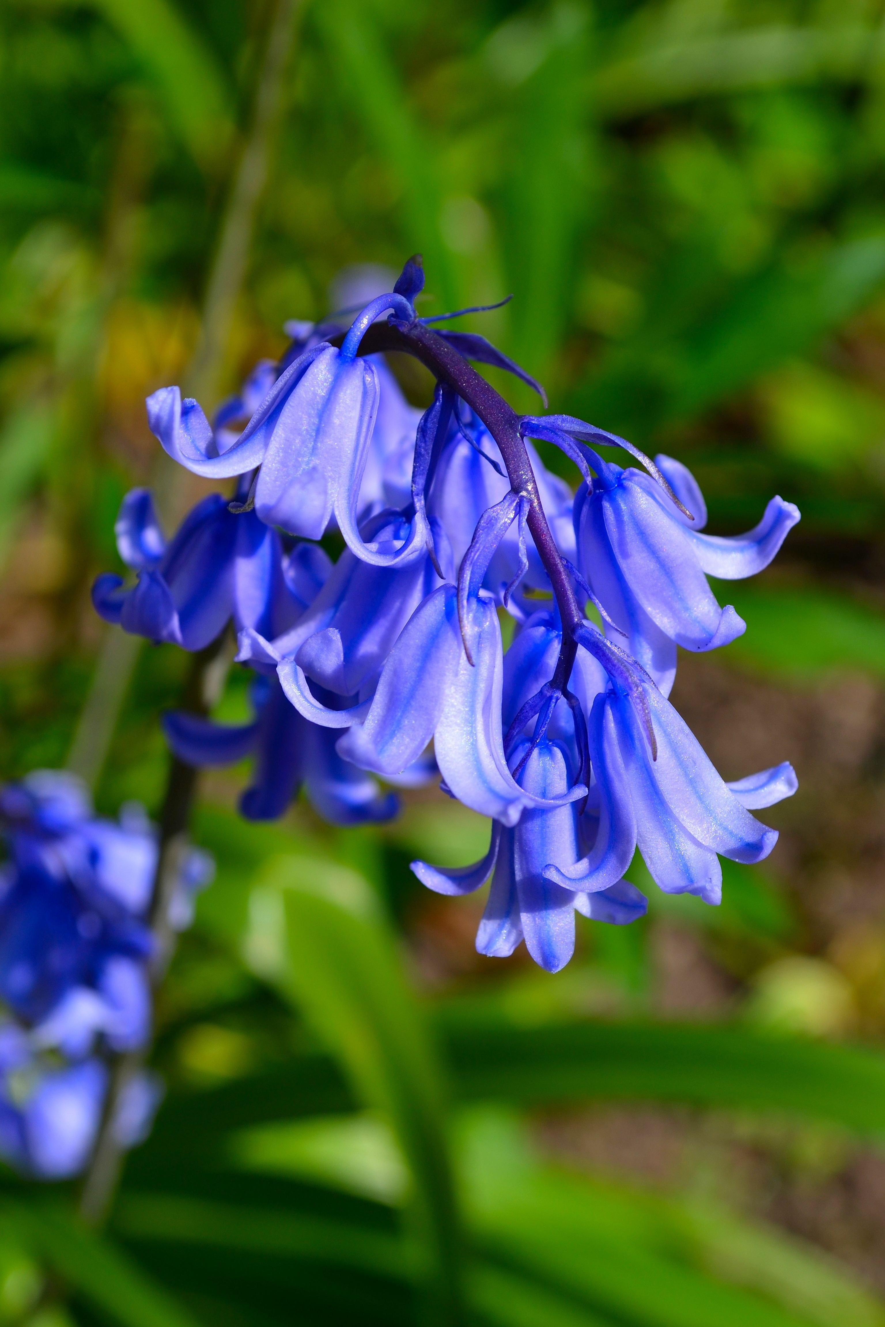 Bluebell Wallpapers - Top Free Bluebell Backgrounds - WallpaperAccess