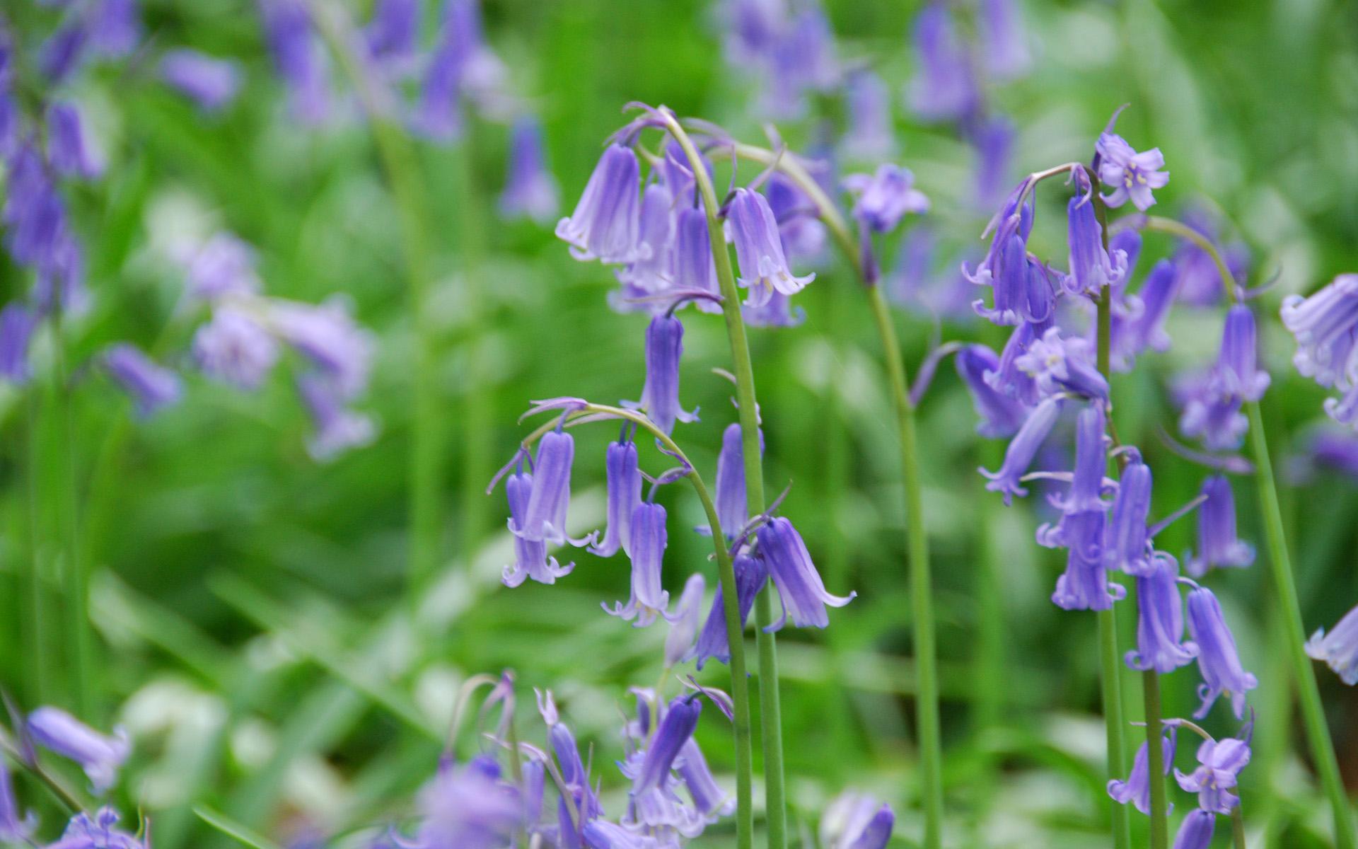 1920x1200 English bluebells desktop PC