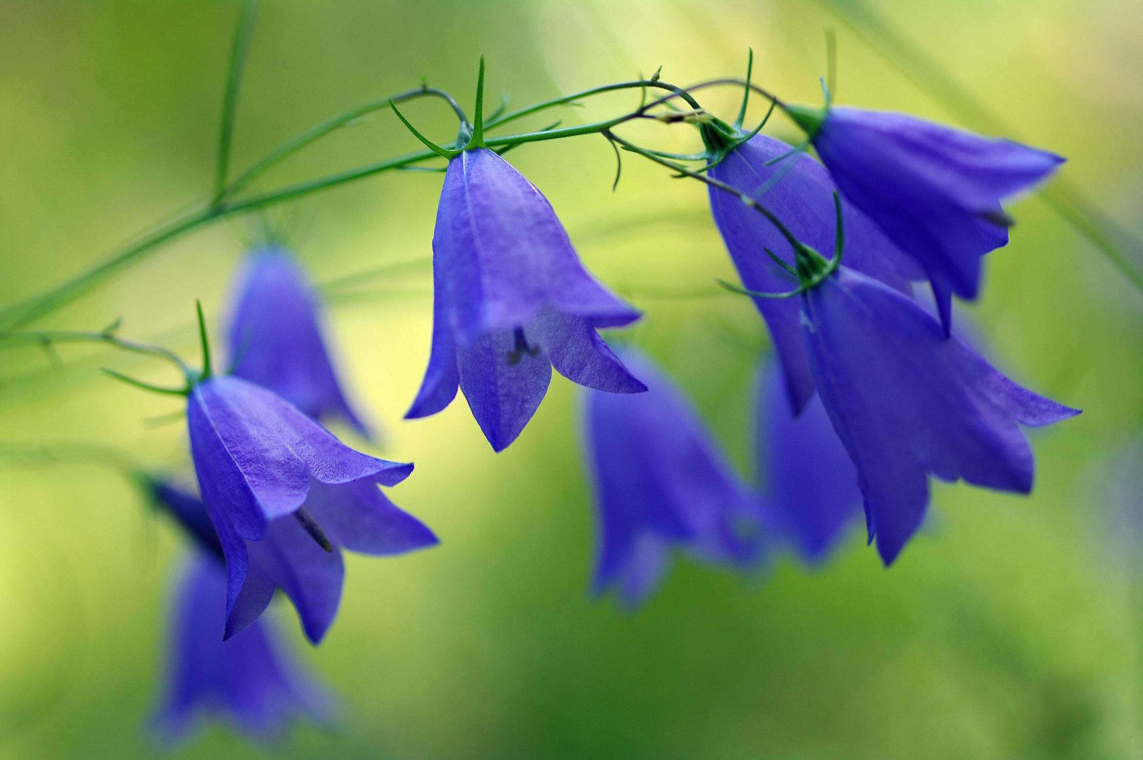 2232x1484 HD desktop wallpaper: Nature, Flowers