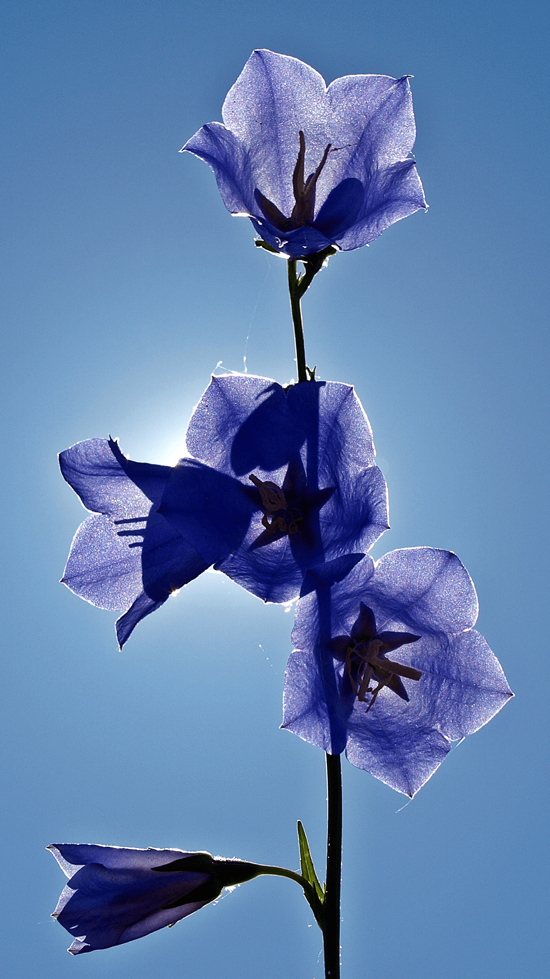 1080x1920 Blue Bell Flowers Home Screen Wallpaper