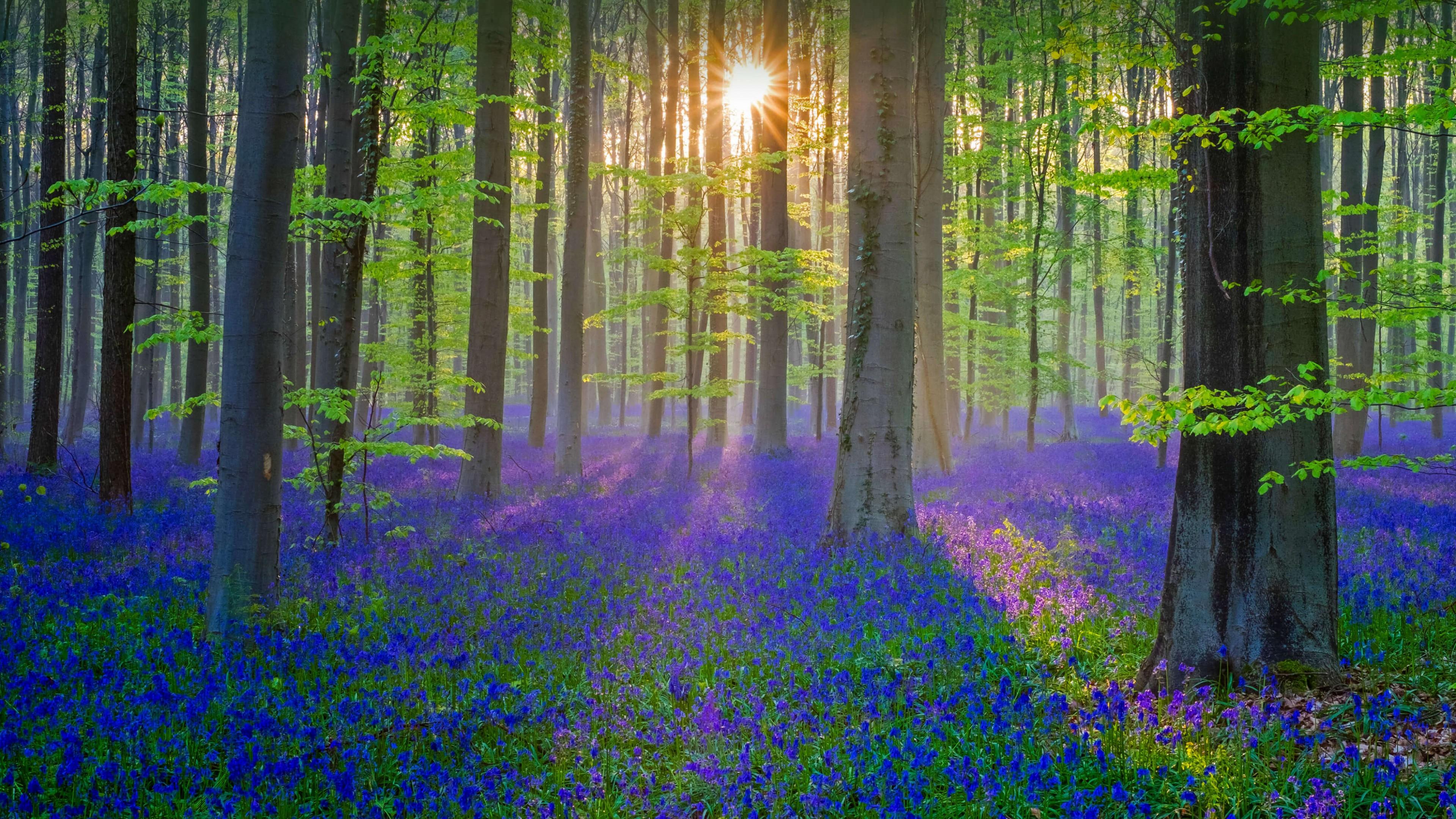 3840x2160 Wallpaper bluebell, flower, forest, sun