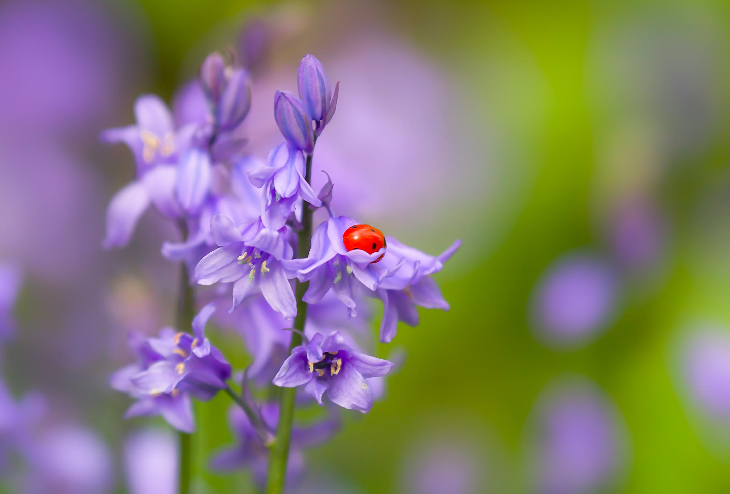 2400x1623 Bluebell Blur Flower Insect Ladybug