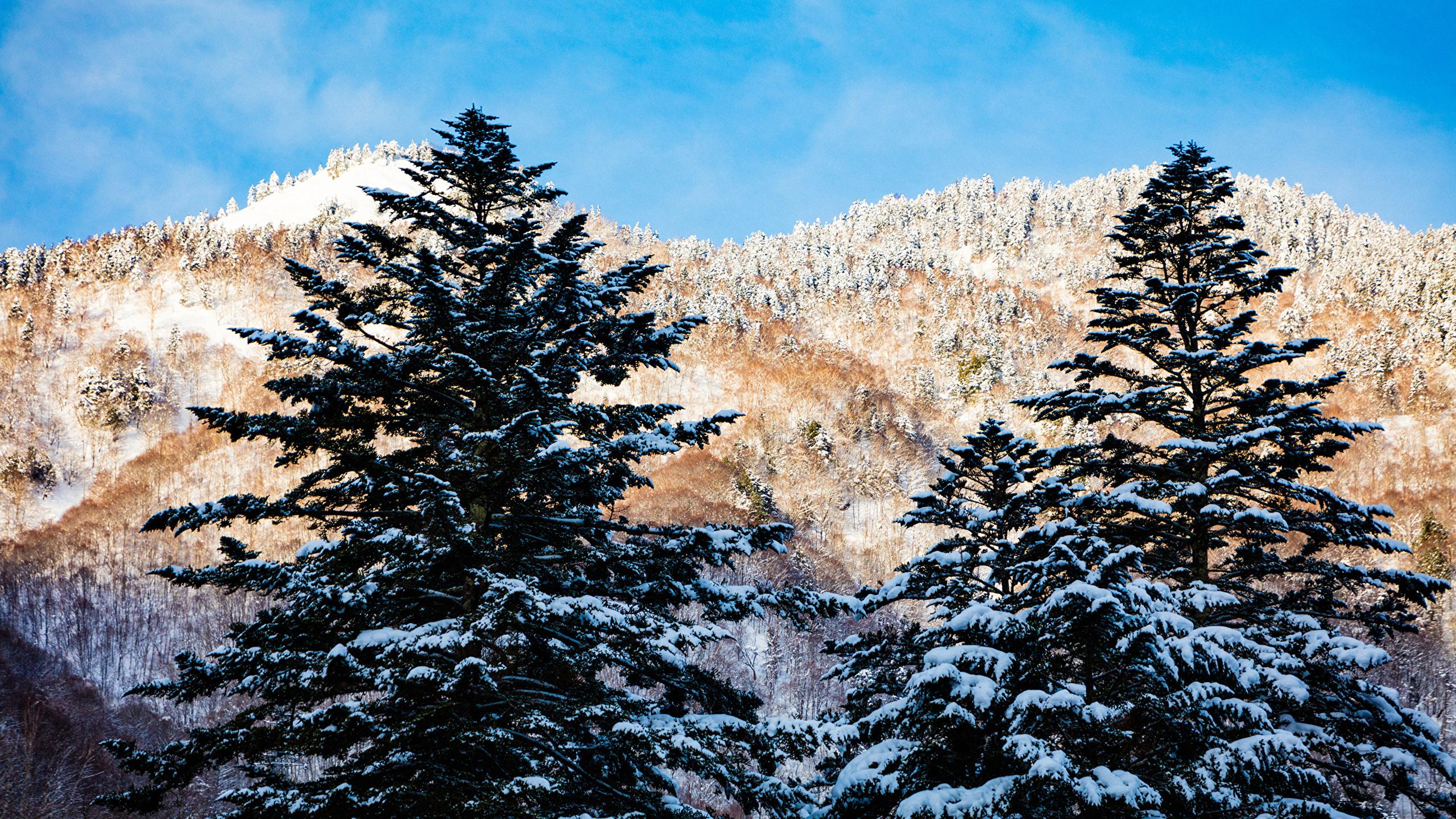 2560x1440 Picture Japan Hirayu Takayama Gifu