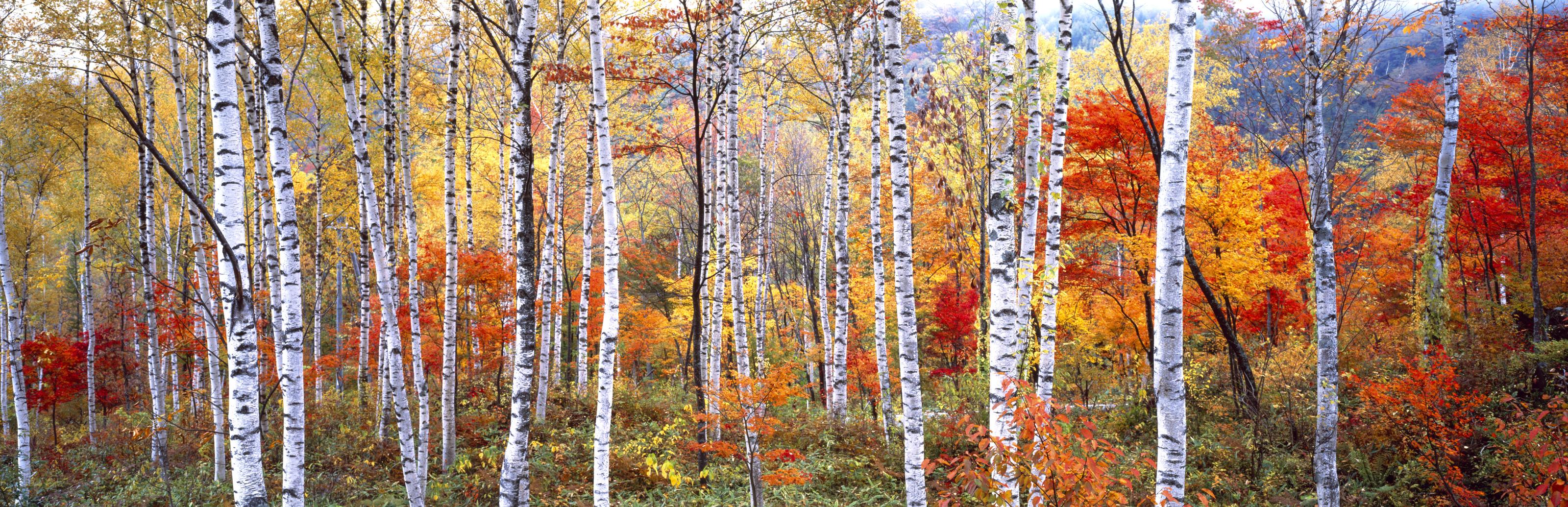 3200x1035 Fall Trees, Shinhodaka, Gifu, Japan