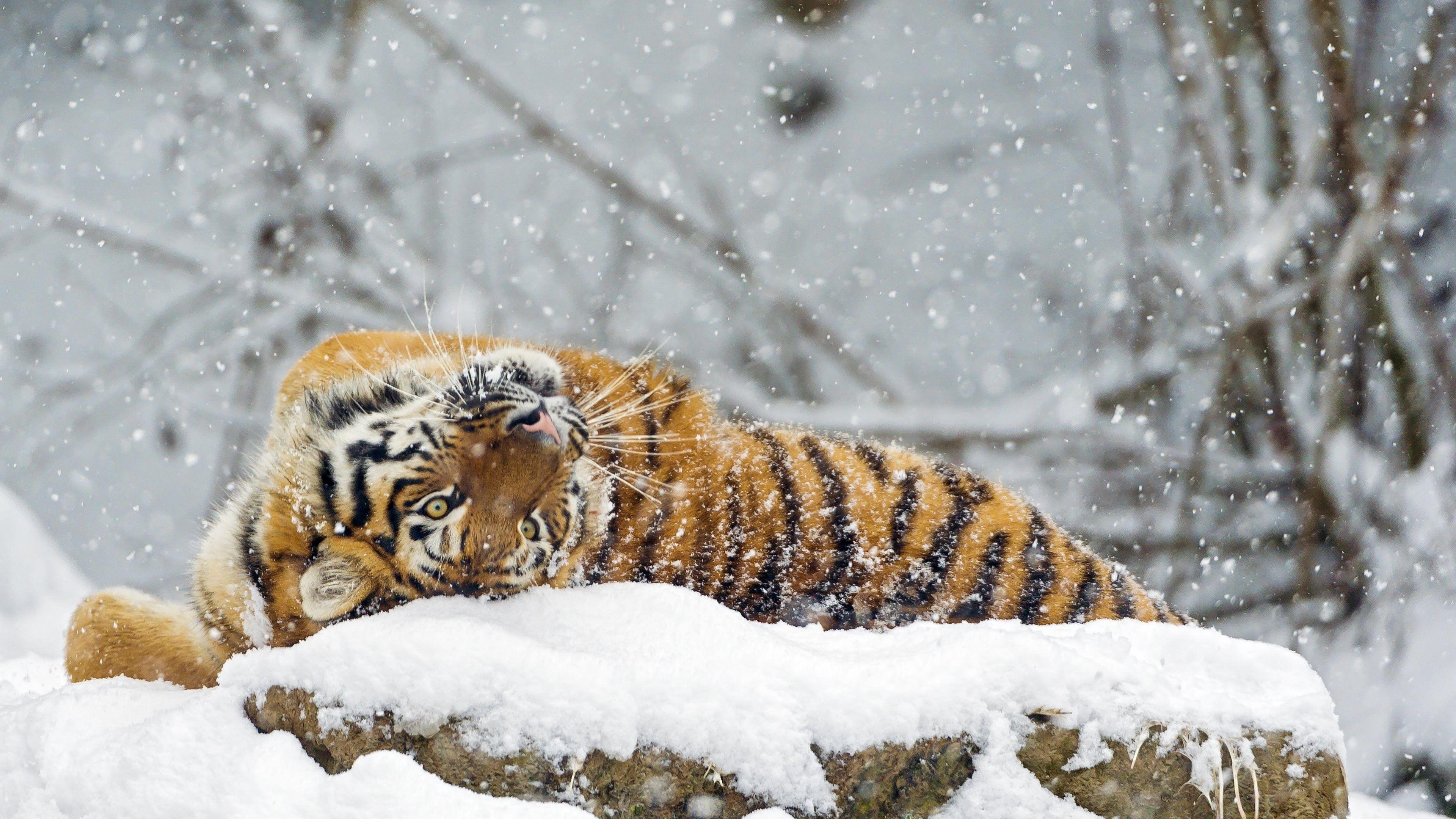 Animals Snow 4K Wallpapers - Top Free Animals Snow 4K Backgrounds