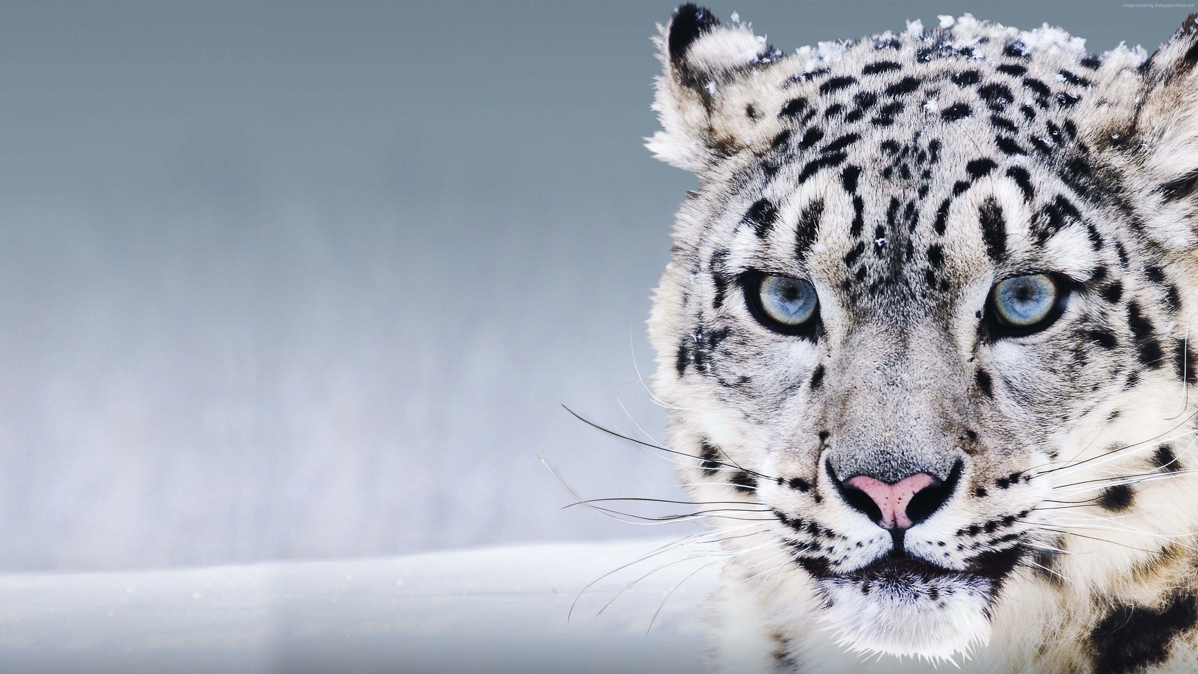 3840x2160 Snow Leopard With Blue Eyes Animal HD Wallpaper 3840x2160 4K