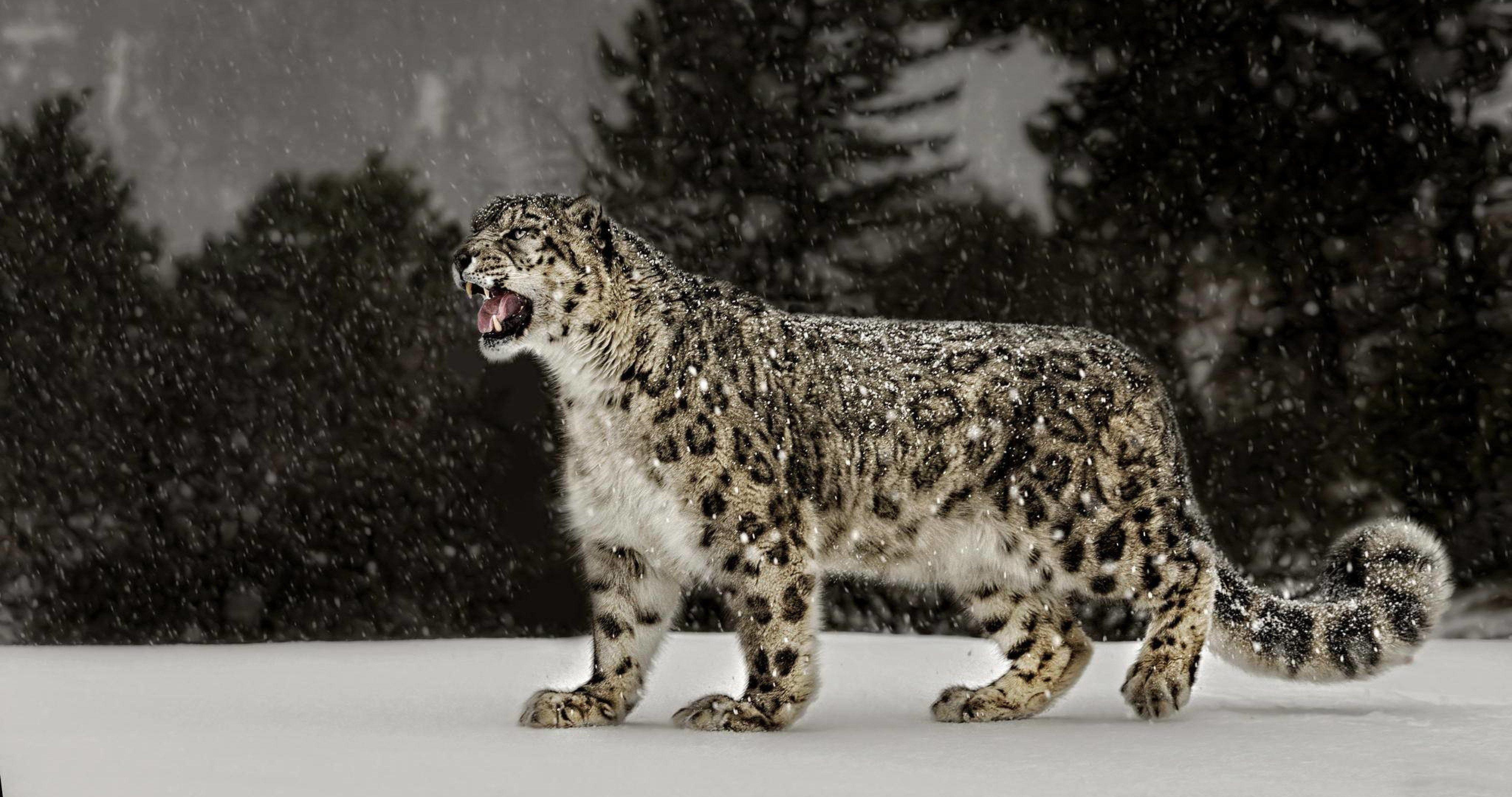4096x2160 snow leopard 35 4k ultra HD wallpaper. Snow leopard picture, Snow leopard wallpaper, Snow leopard