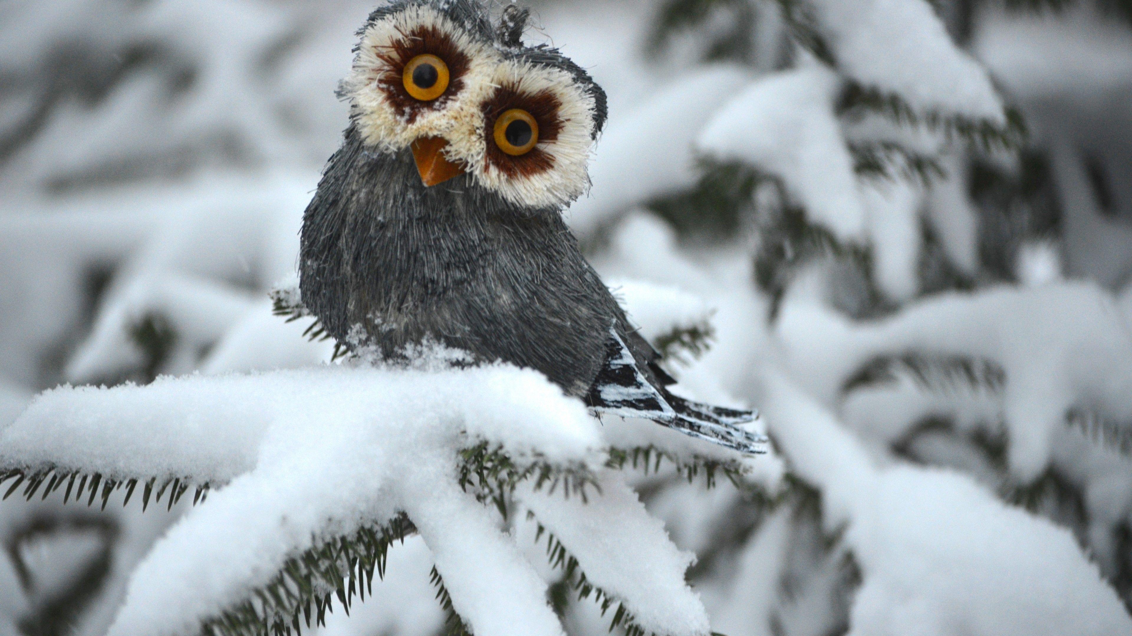 3840x2160 Wallpaper Owl, pines, snow, cute animals, funny, Animals