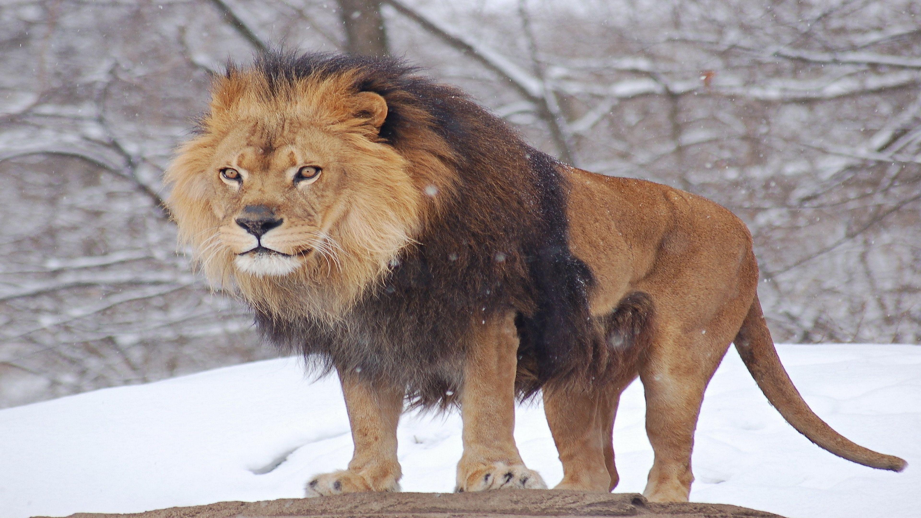 3840x2160 Lions in Snow Picture on Animal Picture Society