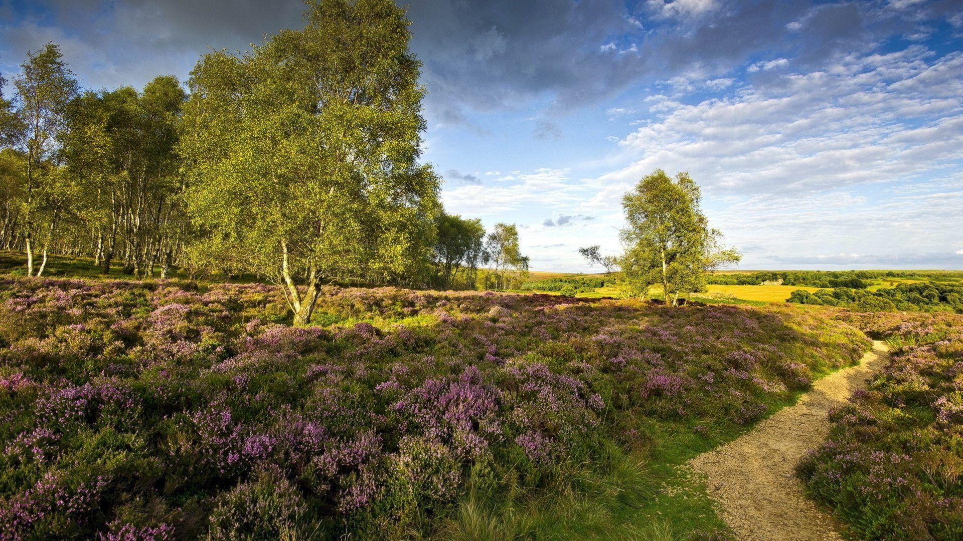 1920x1080 Field: Beautiful Countryside Flowers Fields Nature Desktop Wallpaper