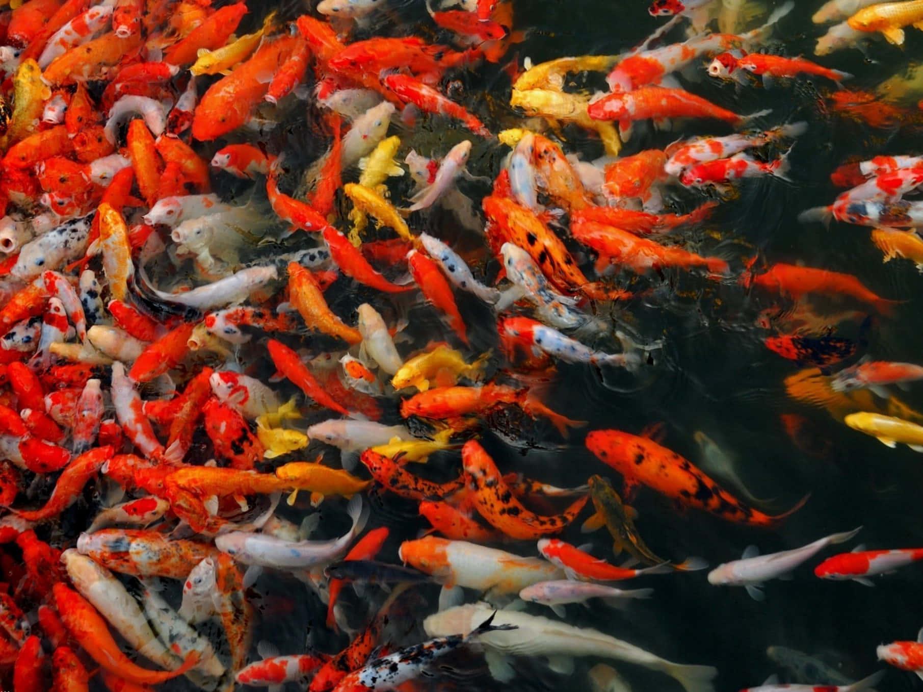 1811x1357 Live Koi Fish Wallpaper. Wallpaper