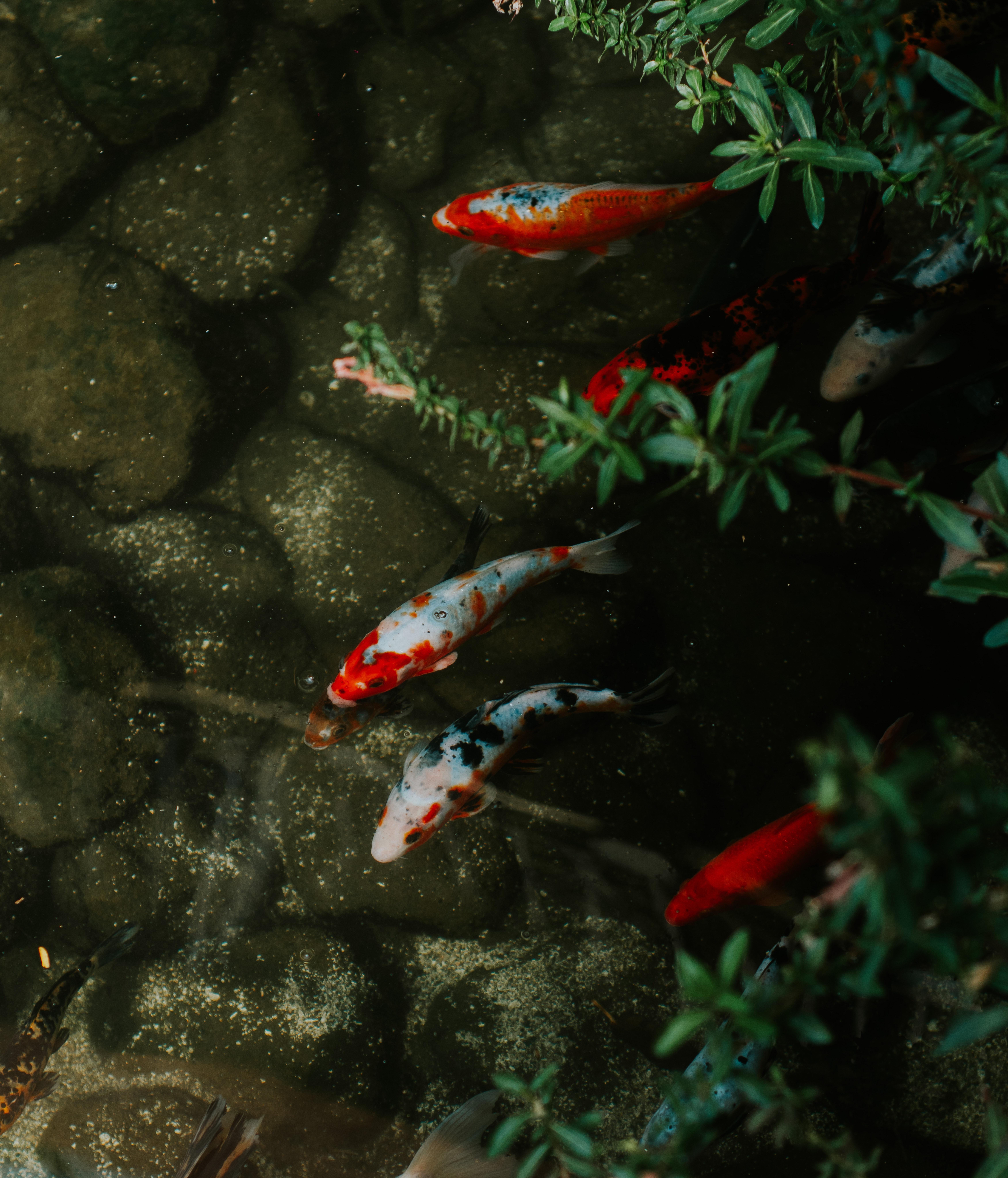 7008x8192 Koi Photo, Download The BEST Free Koi