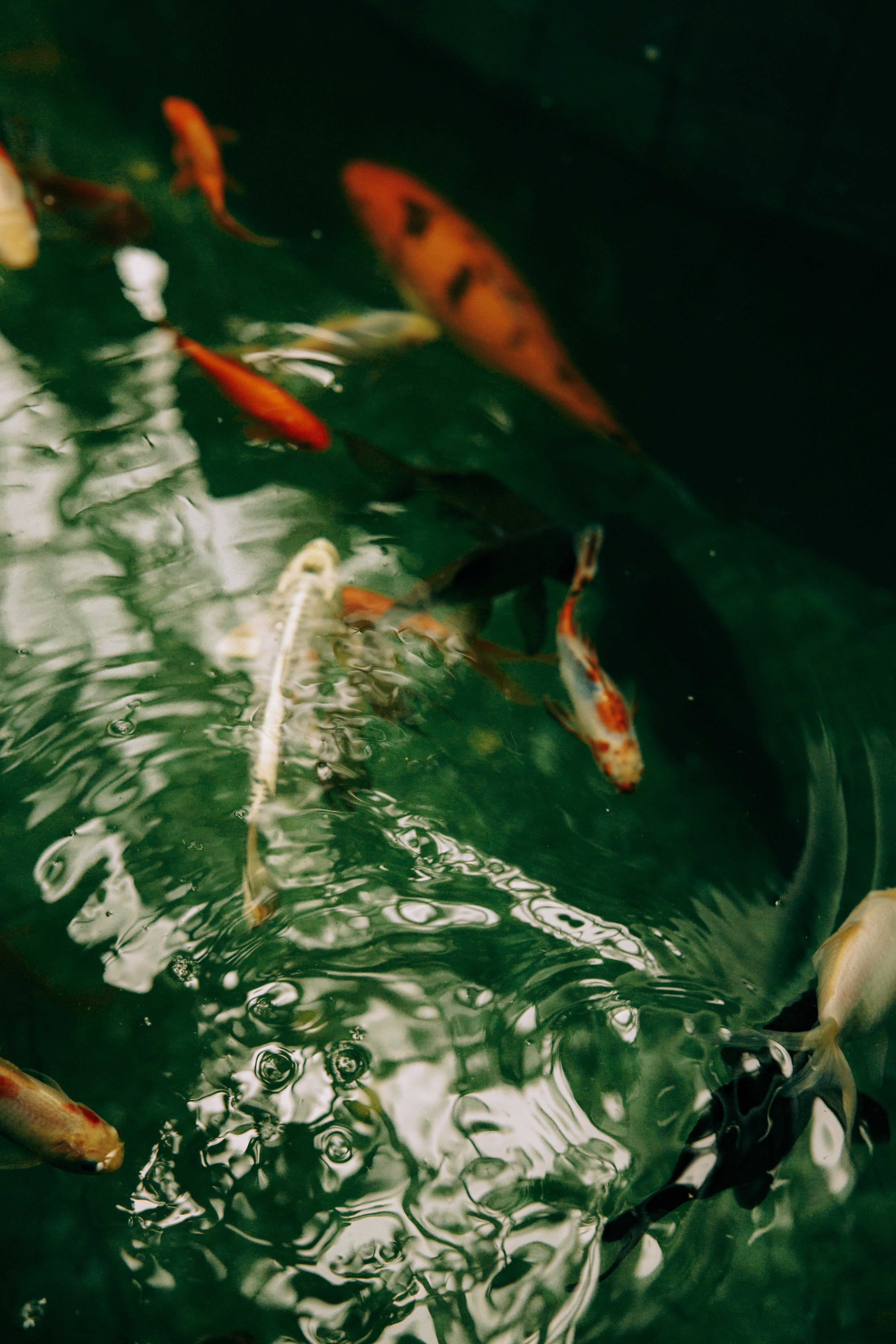 4033x6050 Koi Fish Photo, Download The BEST Free