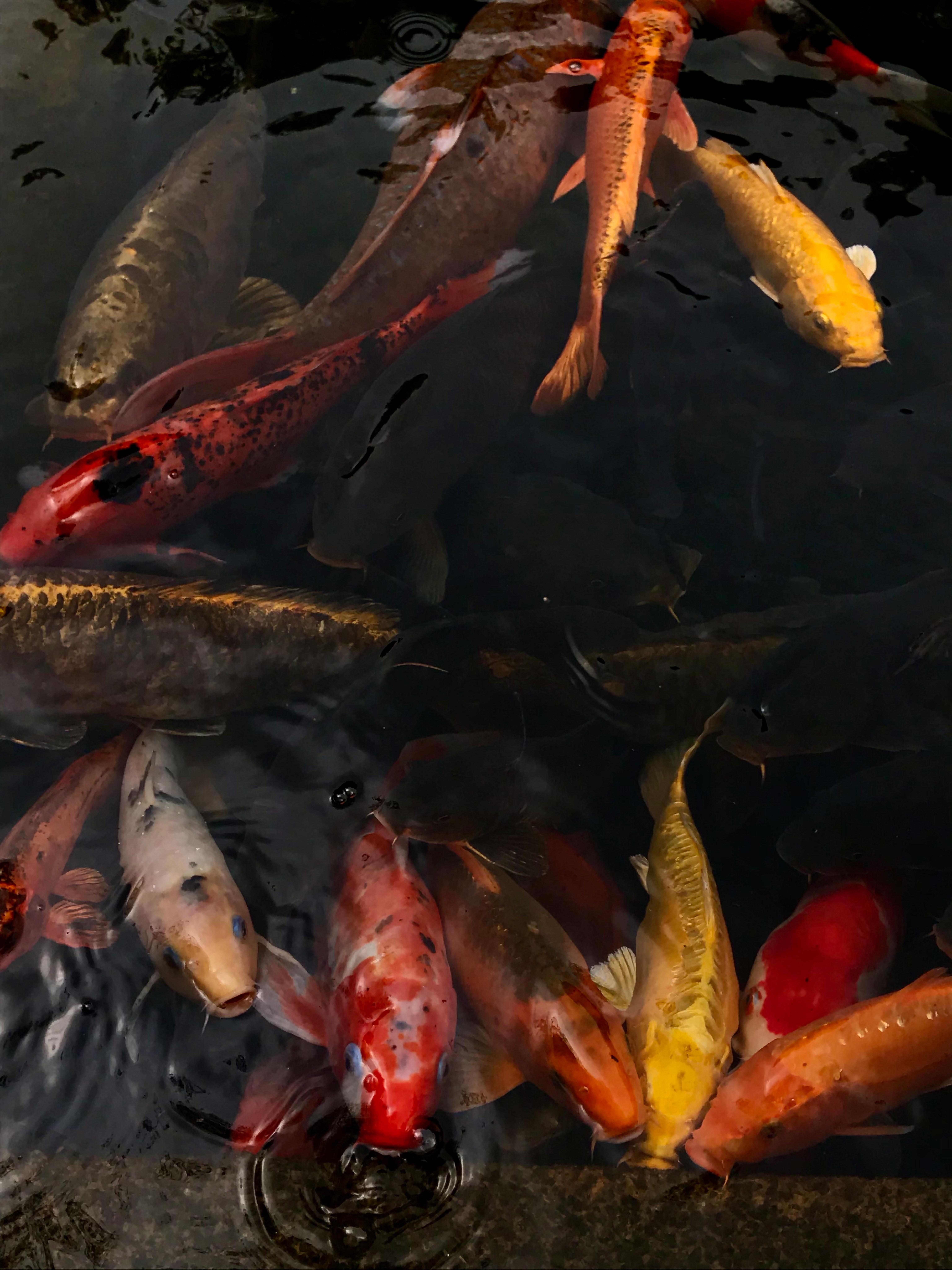 6144x8192 Koi Fish Photo, Download The BEST Free