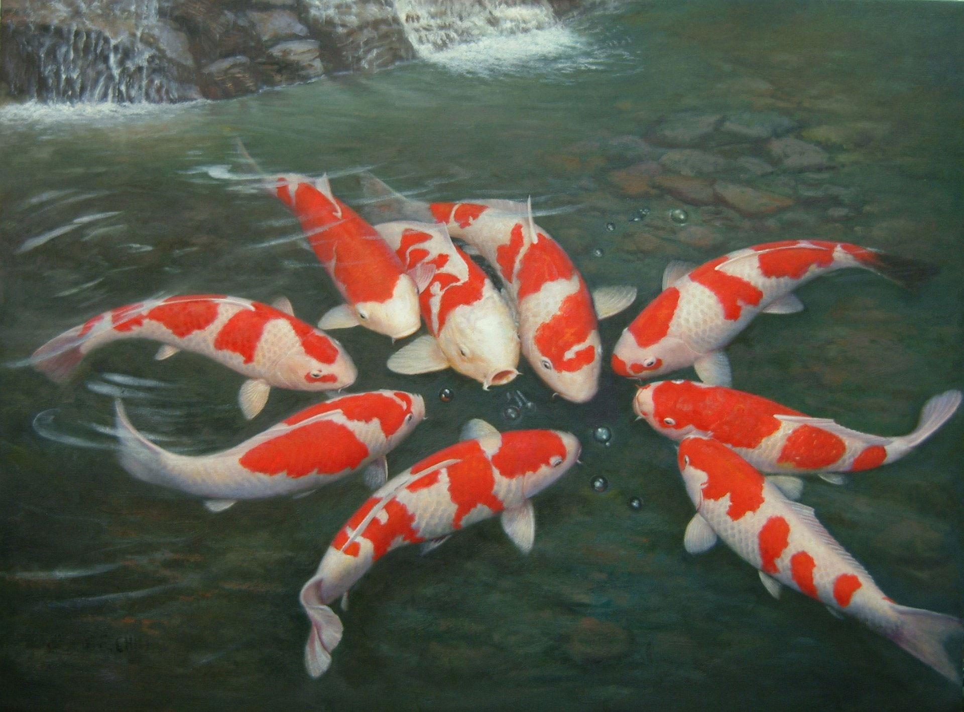1920x1419 Wallpaper Fishes, Koi