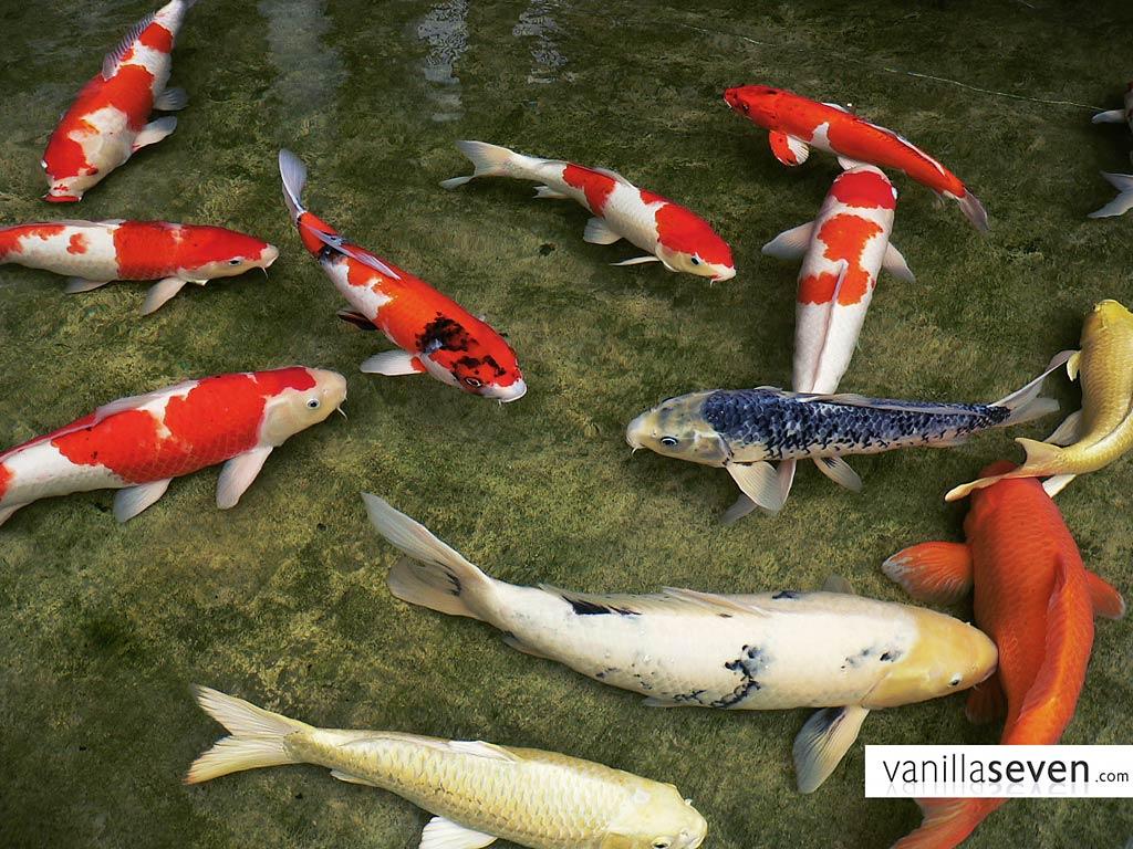 1024x768 Koi Wallpaper