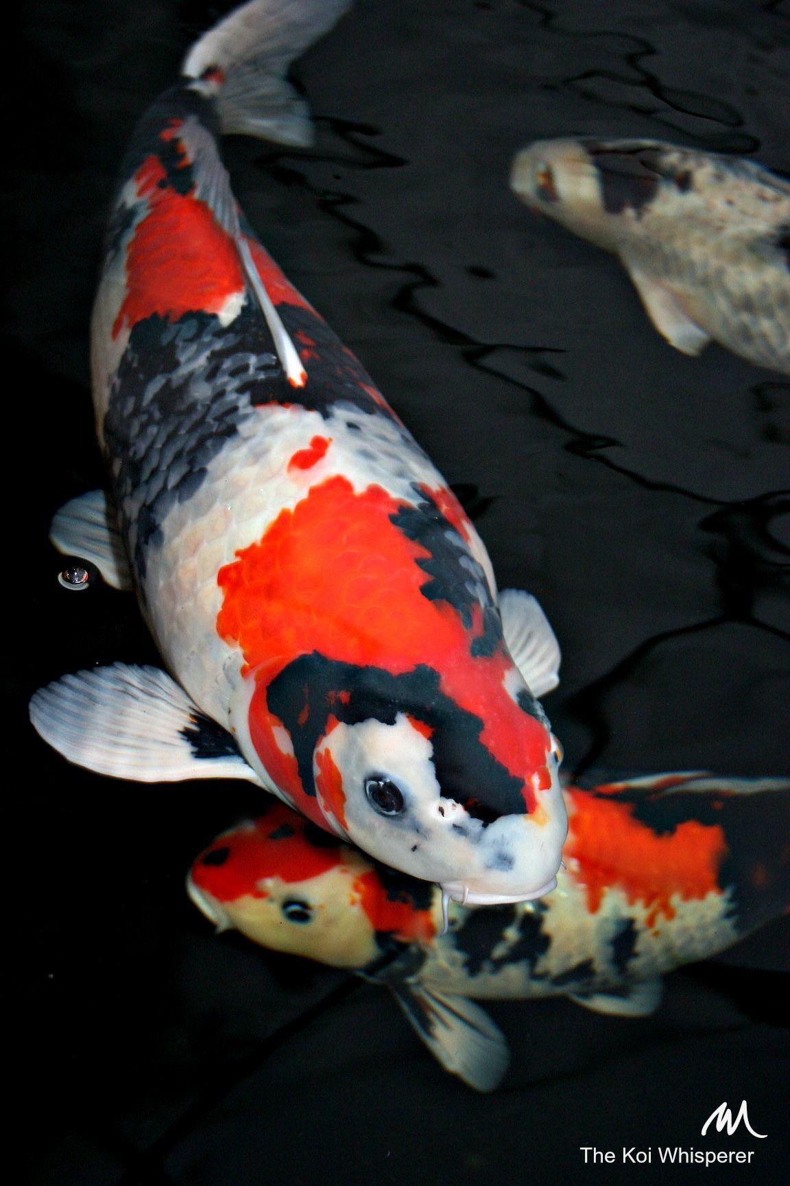 1152x1728 Champion Showa. Koi fish drawing, Koi