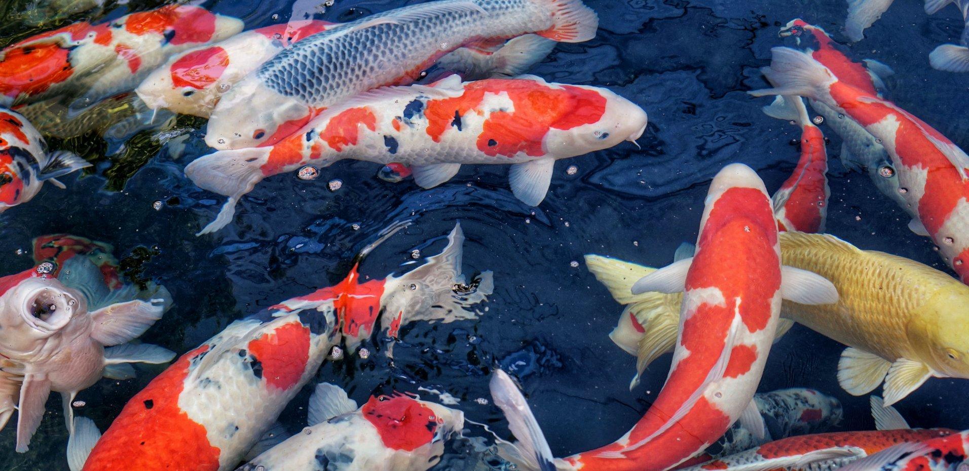 1912x930 Toyoma Koi