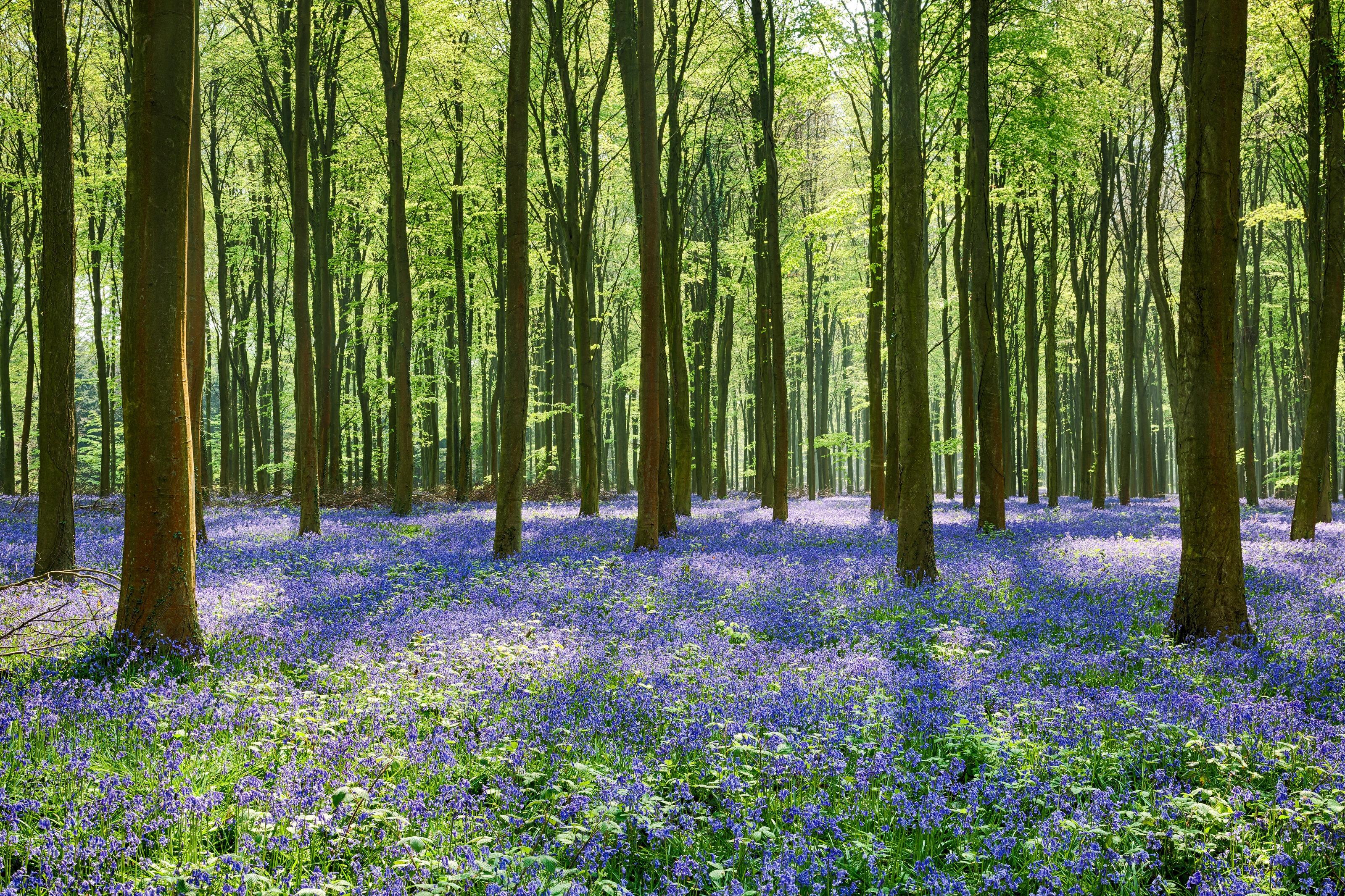 3200x2133 Wepham Woods Wall Mural