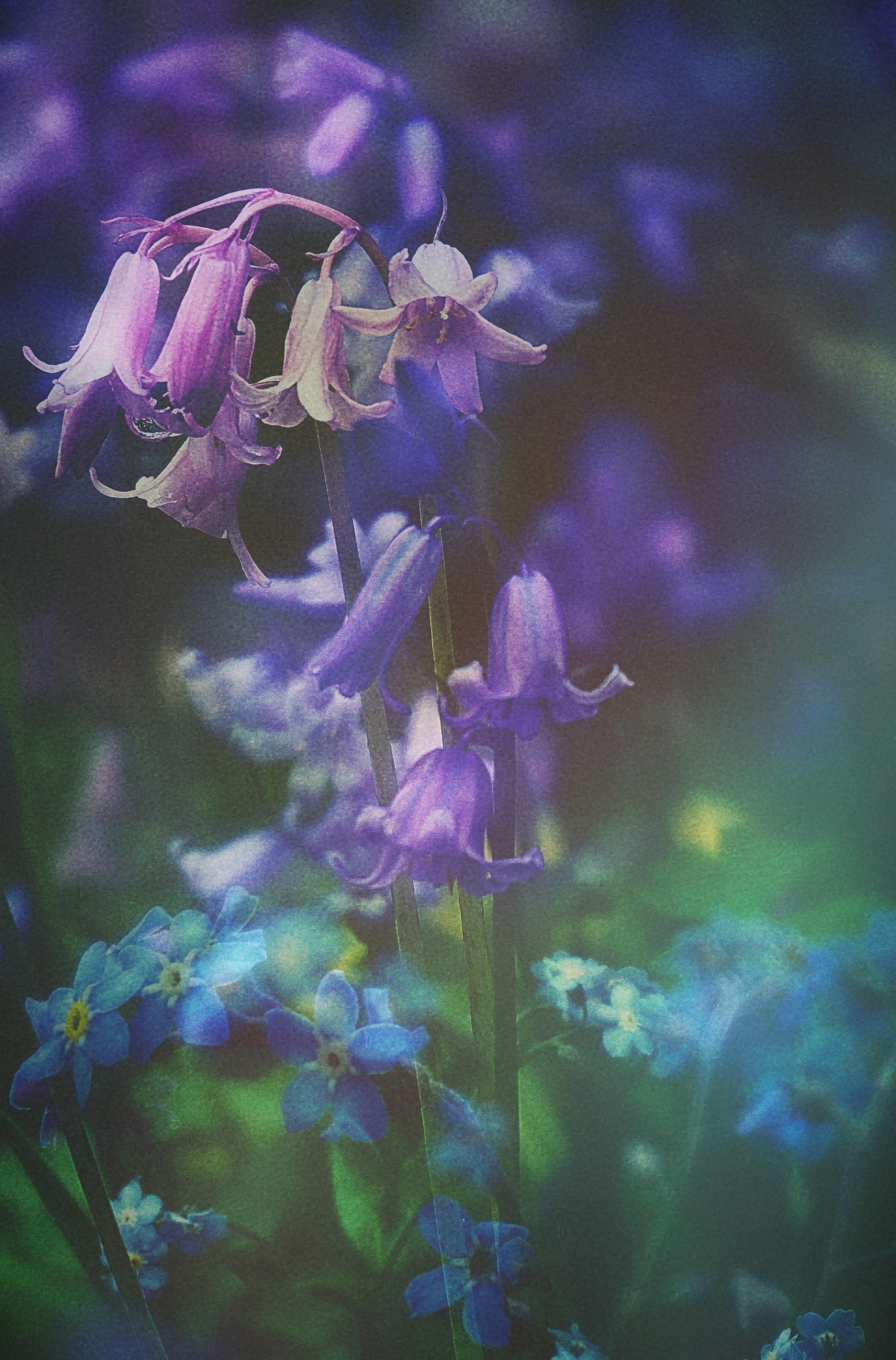 Bluebells Wallpapers - Top Free Bluebells Backgrounds - WallpaperAccess