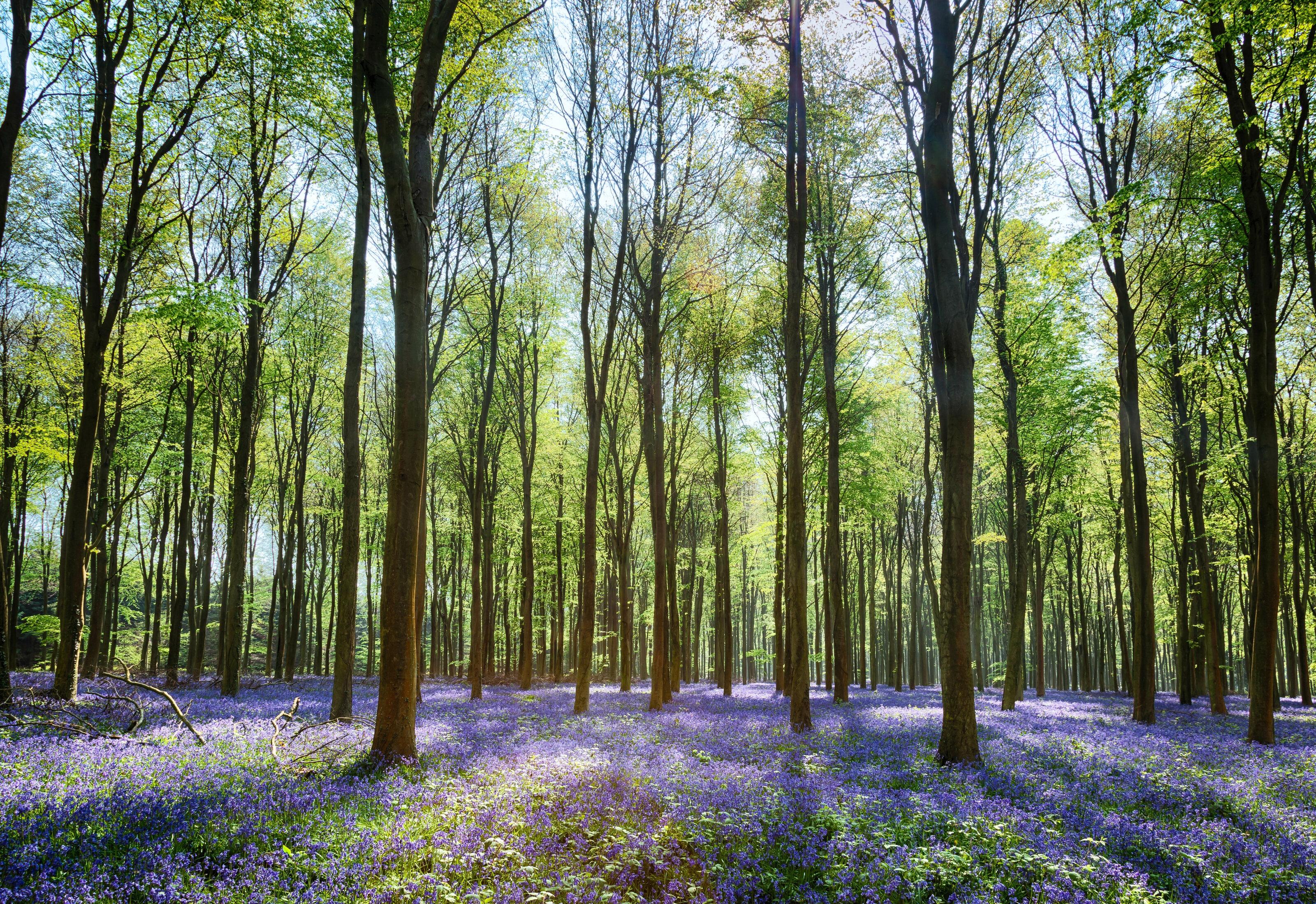3200x2199 Sunlit Bluebells In Wepham Woods