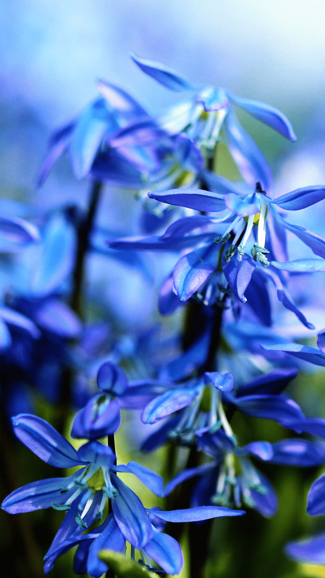 Bluebells Wallpapers - Top Free Bluebells Backgrounds - WallpaperAccess