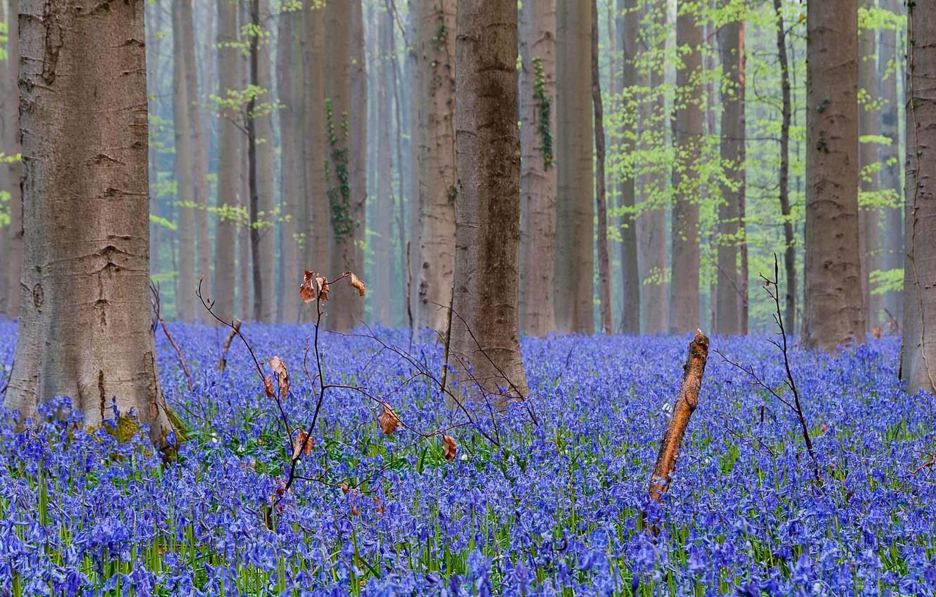 Bluebells Wallpapers - Top Free Bluebells Backgrounds - WallpaperAccess