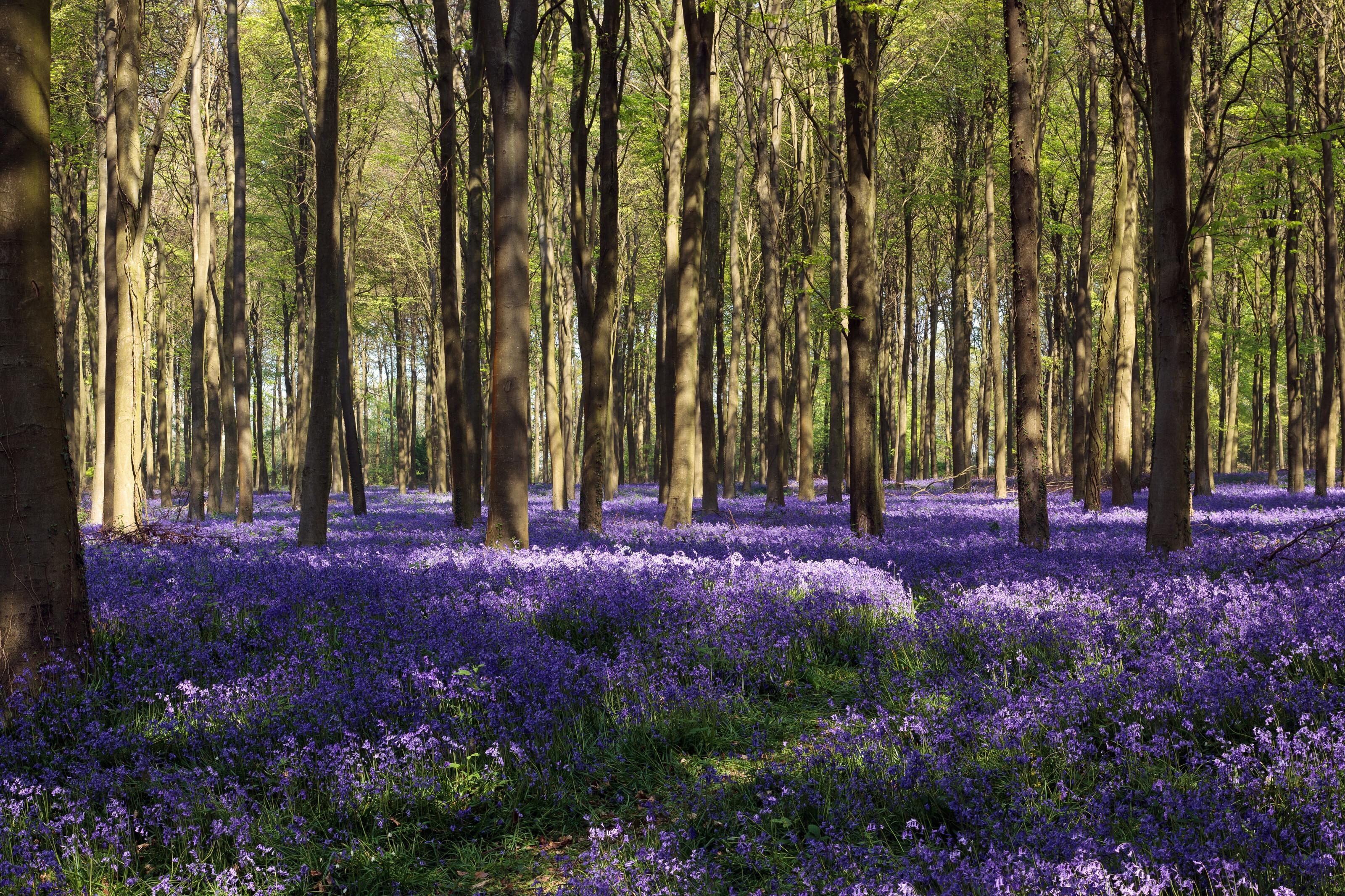 Bluebells Wallpapers - Top Free Bluebells Backgrounds - WallpaperAccess