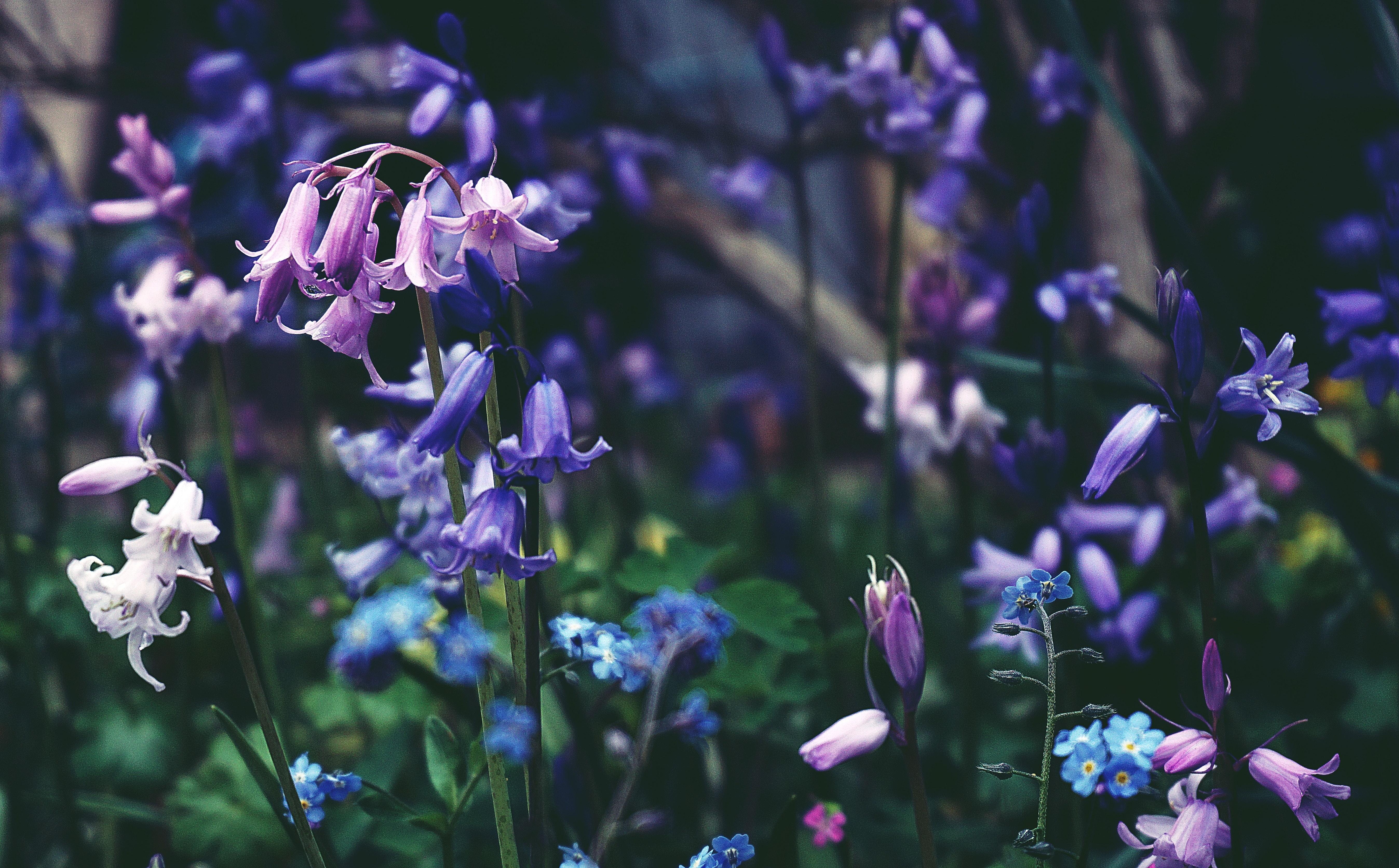 5389x3344 Bluebells Photo, Download The BEST