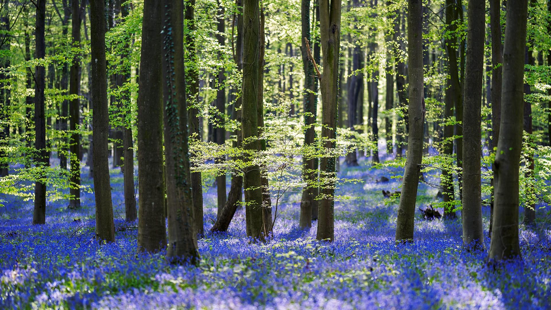 Bluebells Wallpapers - Top Free Bluebells Backgrounds - WallpaperAccess