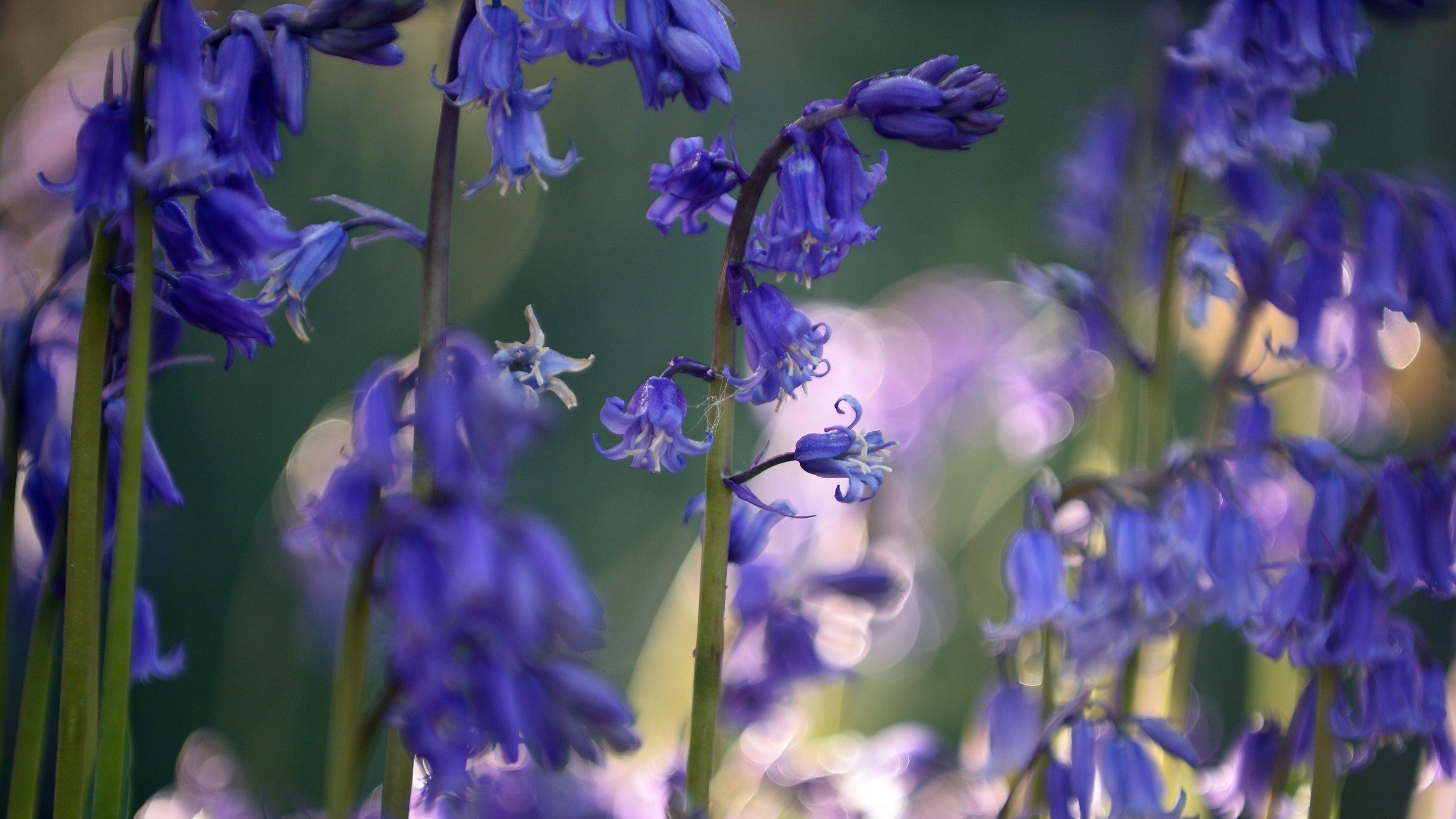 Bluebells Wallpapers - Top Free Bluebells Backgrounds - WallpaperAccess