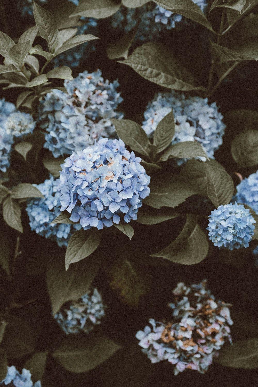 1000x1502 Blue Flower Picture [HD]. Download Free Image