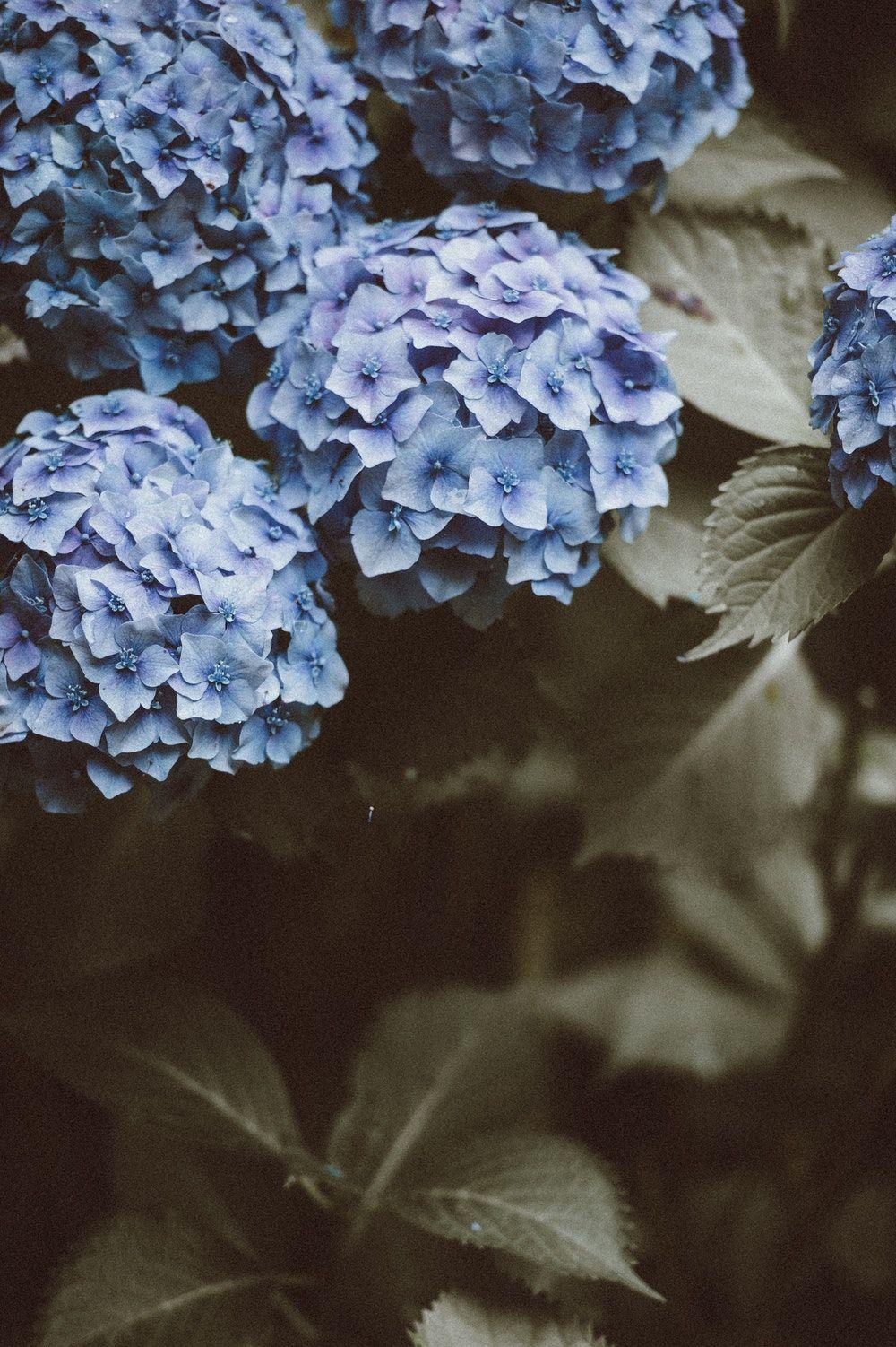 1000x1502 Blue Flower Picture [HD]. Download Free Image