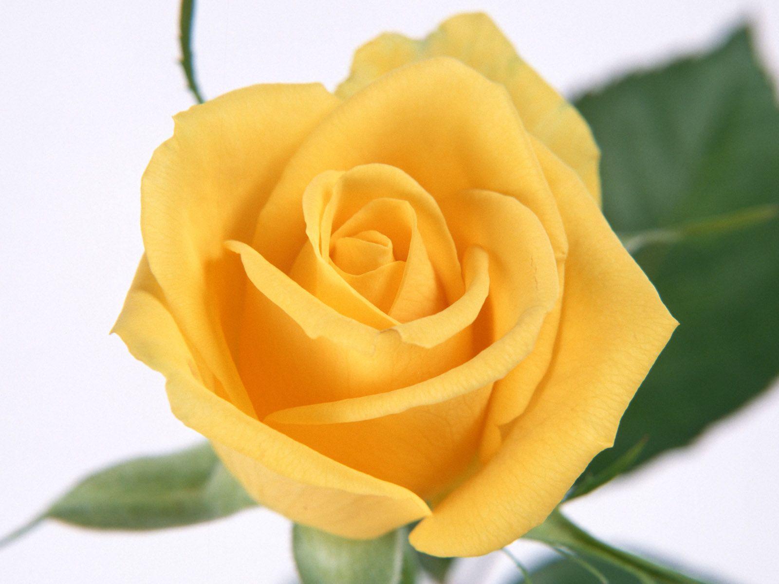 1600x1200 Adorable Flowers And Roses Photo, Image Of Flowers And Roses 34