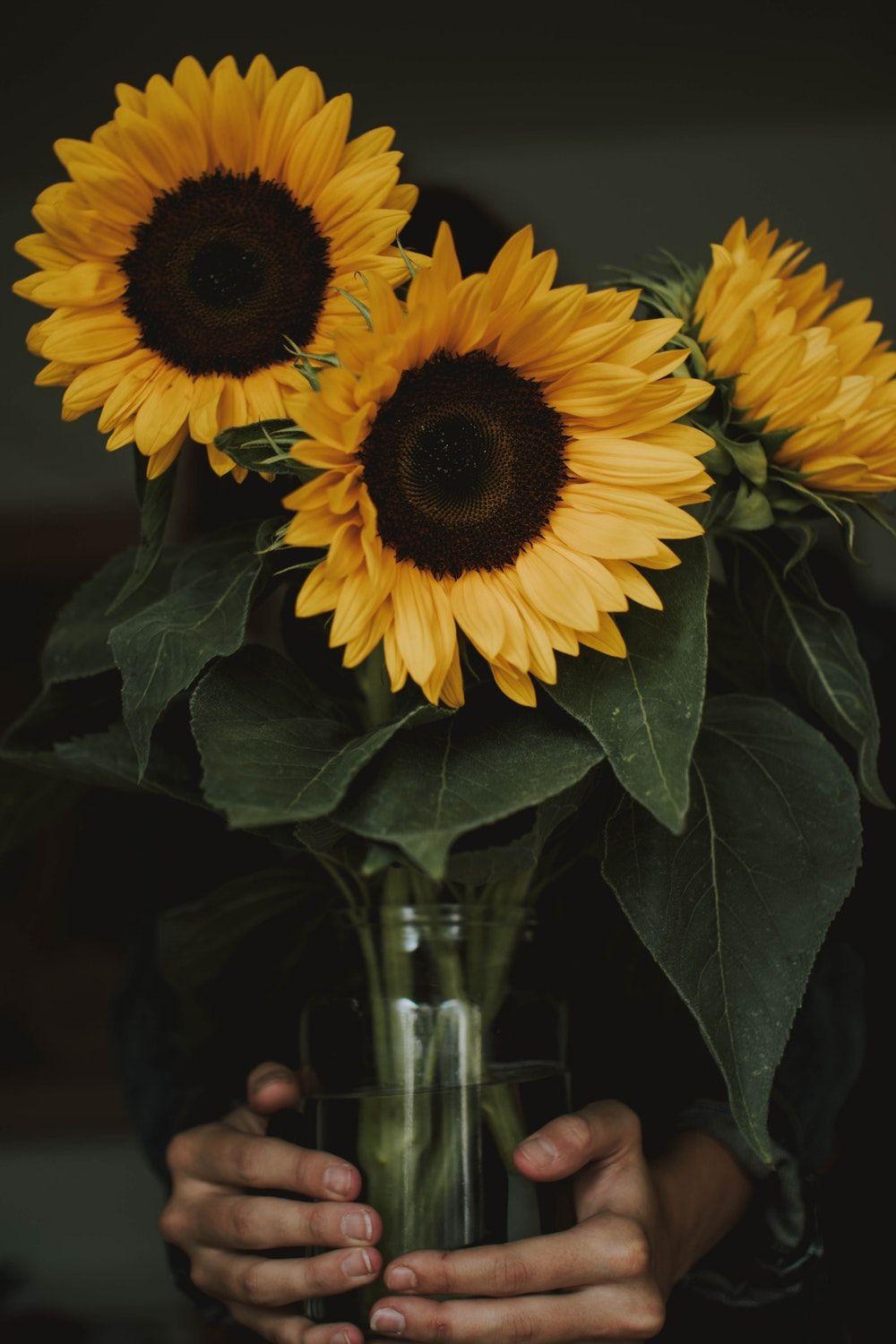1000x1500 glorious mess best free flower, plant, flora, and daisy photo