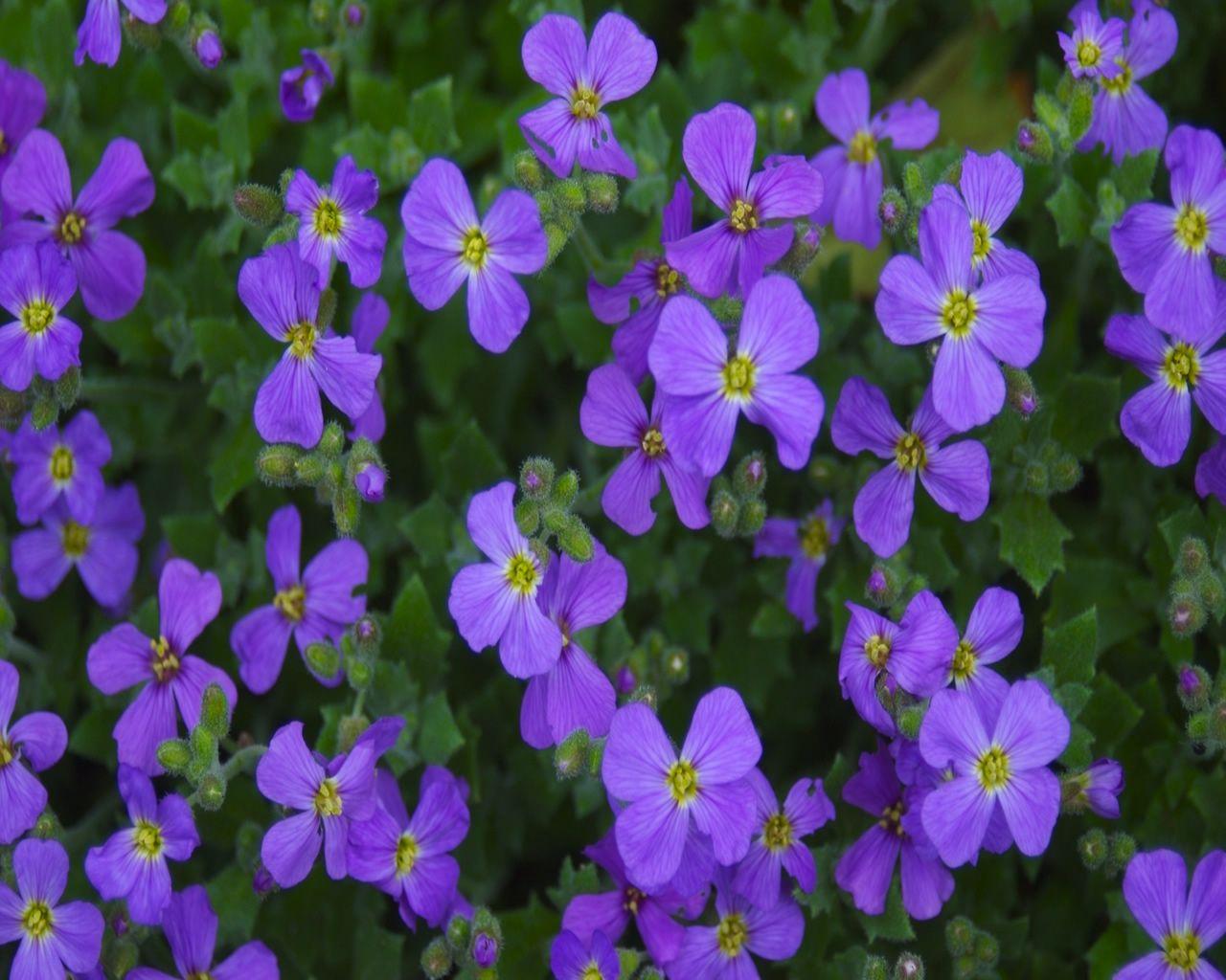 1280x1024 Flowers Wallpaper