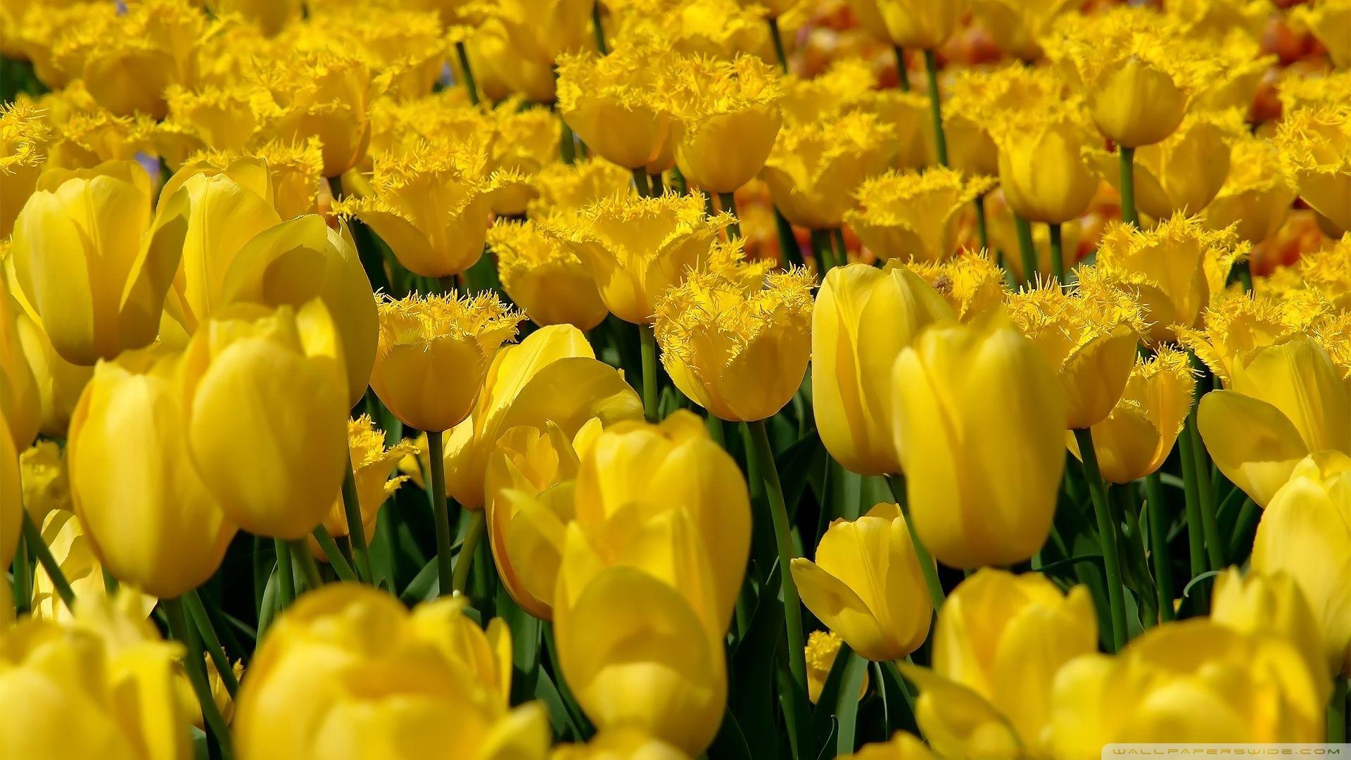 1920x1080 Windows Bacgrounds Image: Yellow Aesthetic Desktop Background