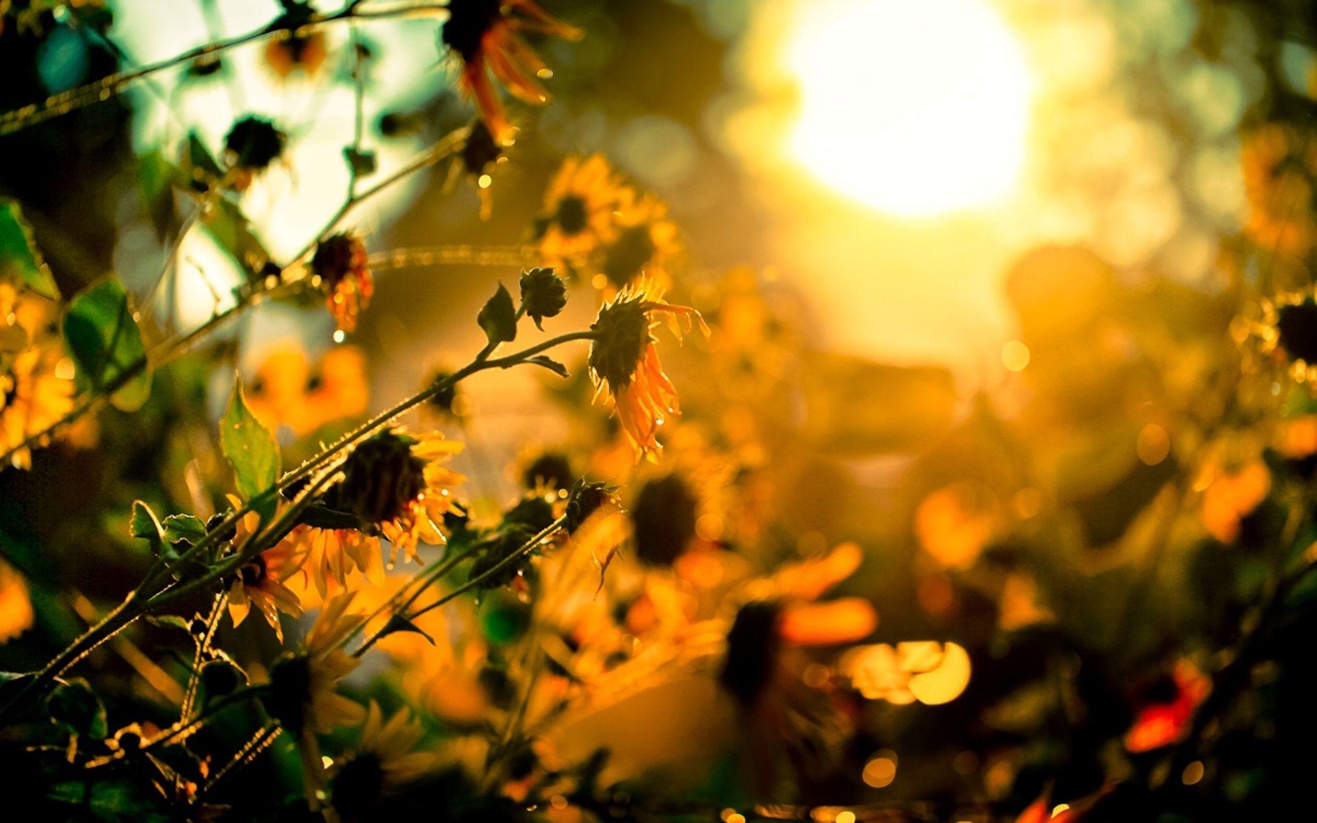 Beautiful Sunshine Wallpapers - Top Free Beautiful Sunshine Backgrounds ...