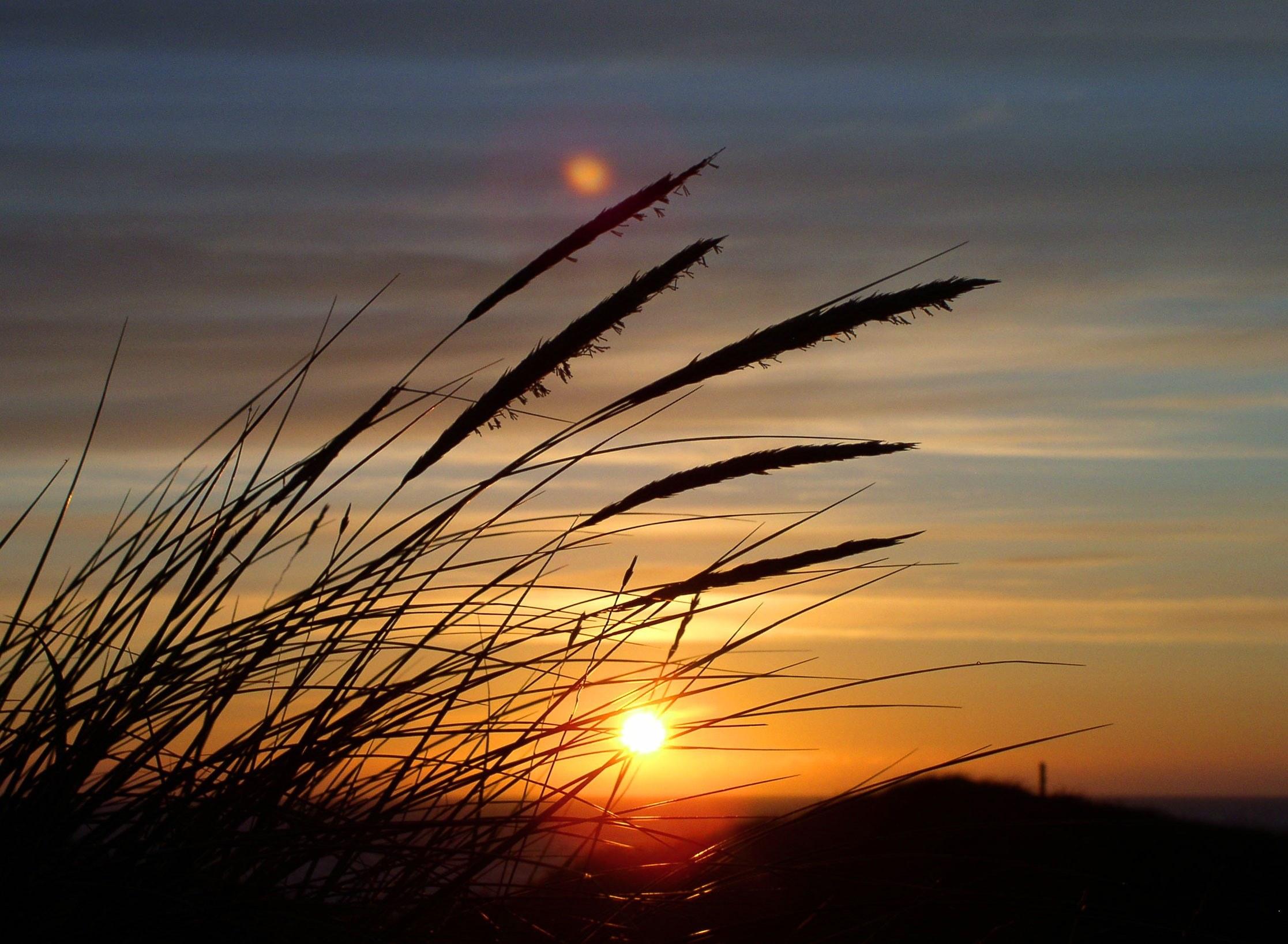 2233x1636 sun grass dune denmark sky north