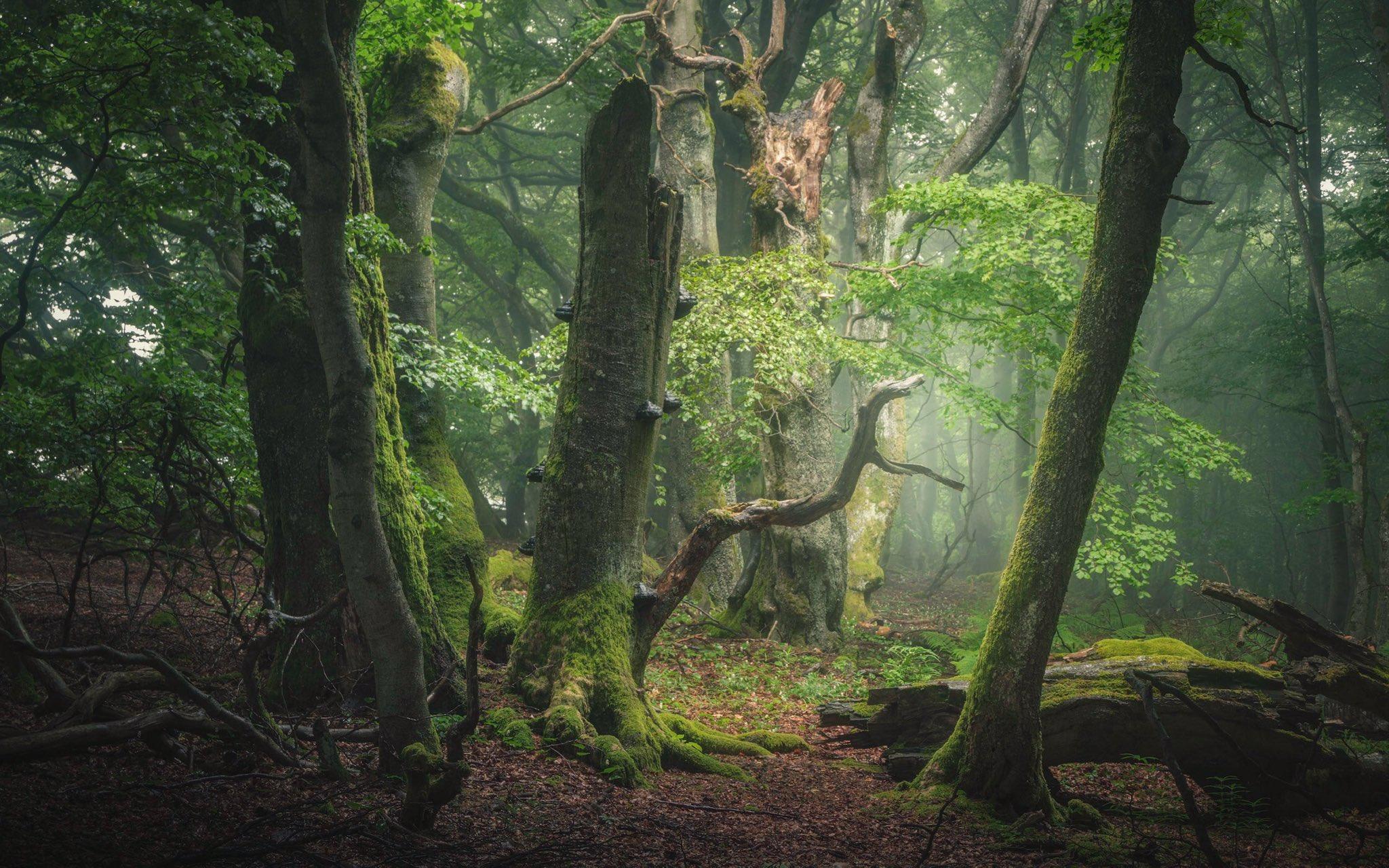 Dagobah Wallpapers Top Free Dagobah Backgrounds WallpaperAccess